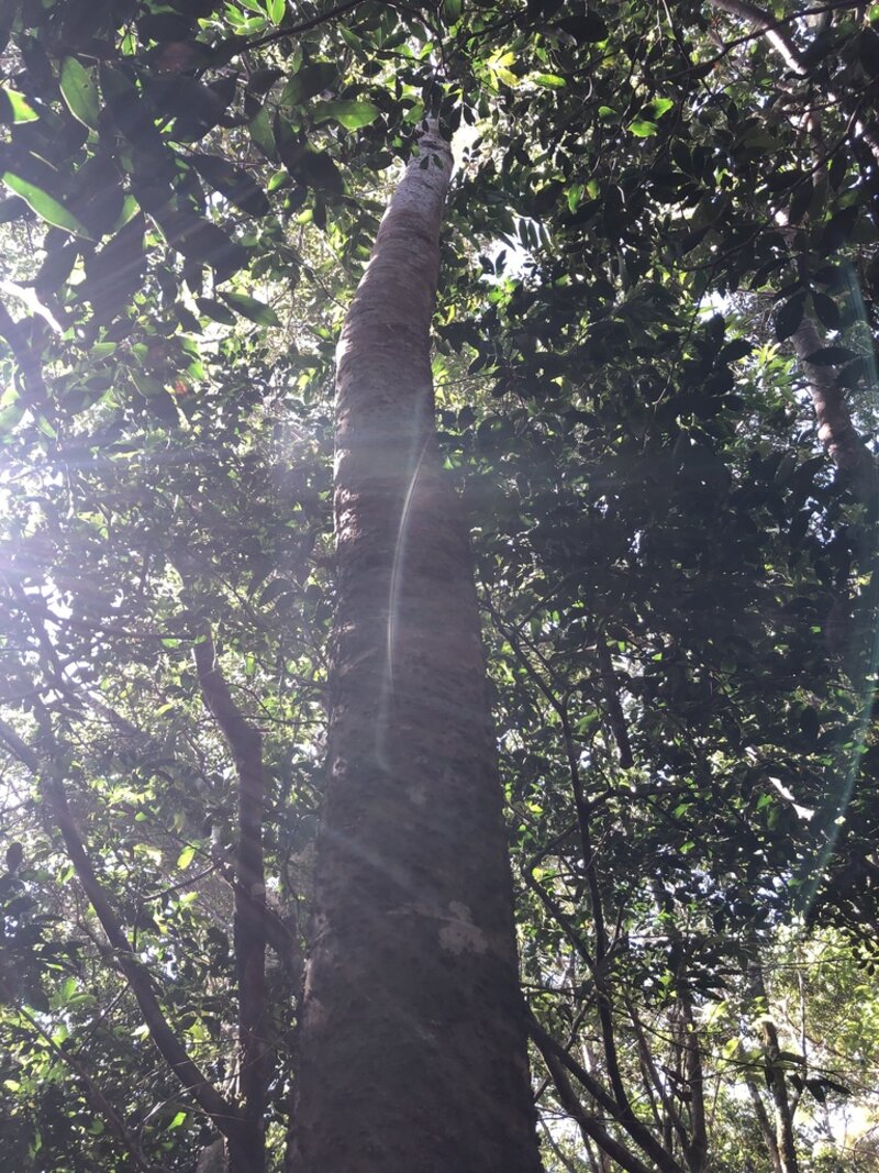 Ocotea whitei trunk reaching into canopy