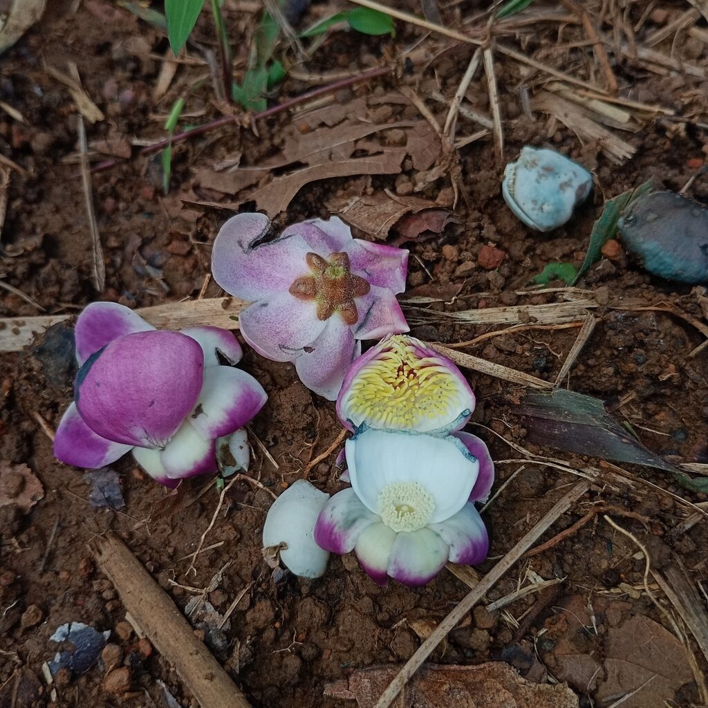 Fallen olla de mono flowers on forest floor showing pink and purple petals with visible androecial hood structure