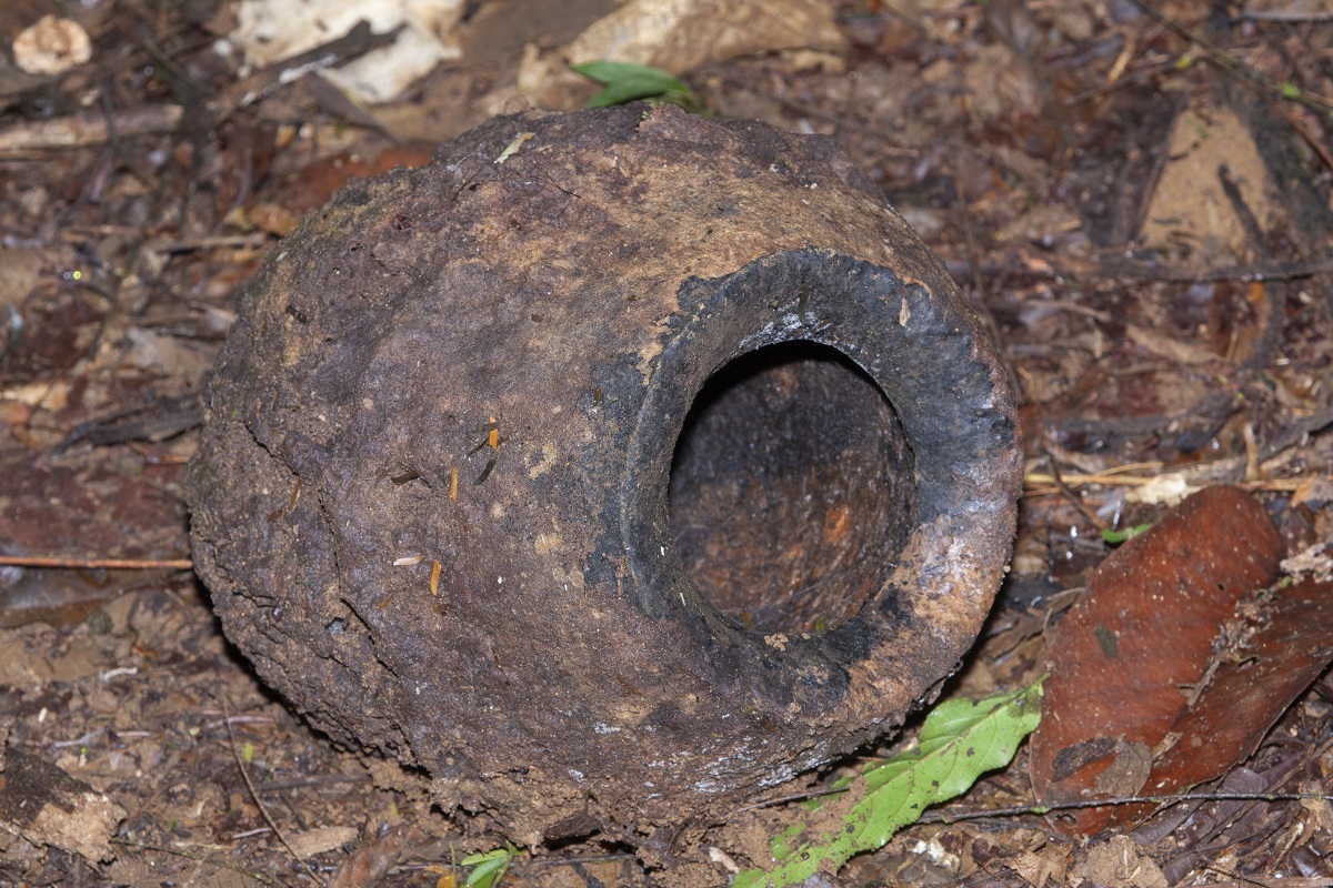 Woody pot-shaped fruit of the olla de mono tree lying on the forest floor, showing the characteristic opening where the lid detaches