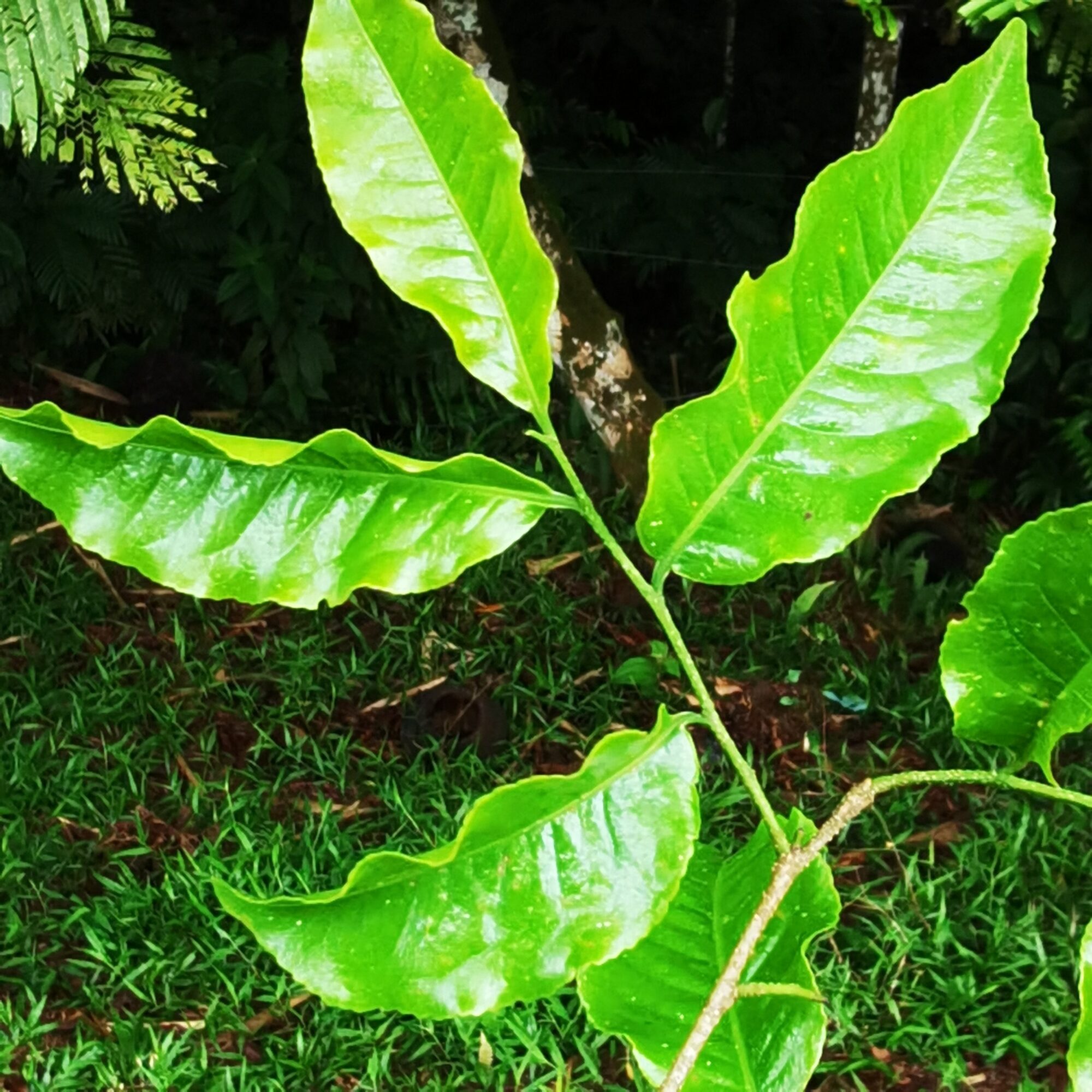 Glossy green leaves of the olla de mono showing the characteristic wavy margins
