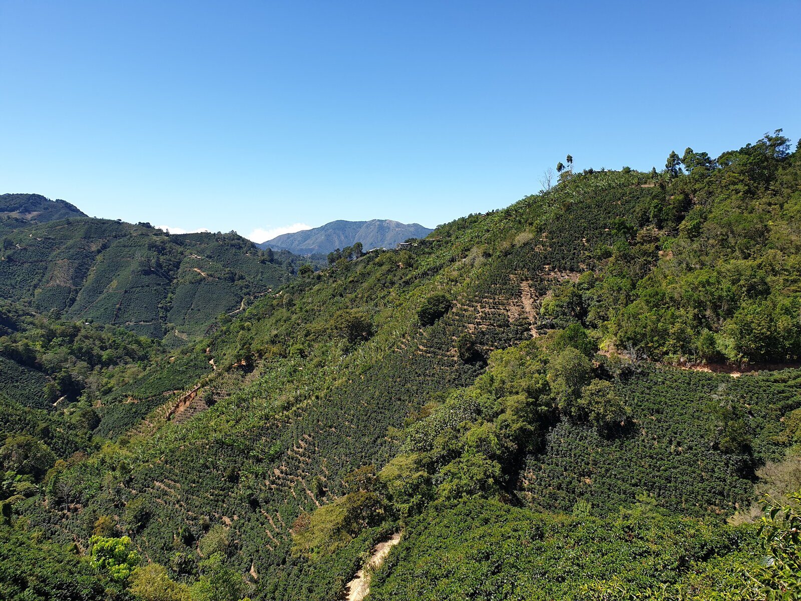 Coffee plantation in Costa Rica's Orosi Valley