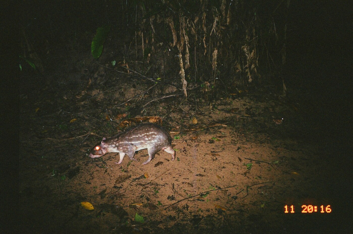 Spotted Paca, nocturnal avocado disperser