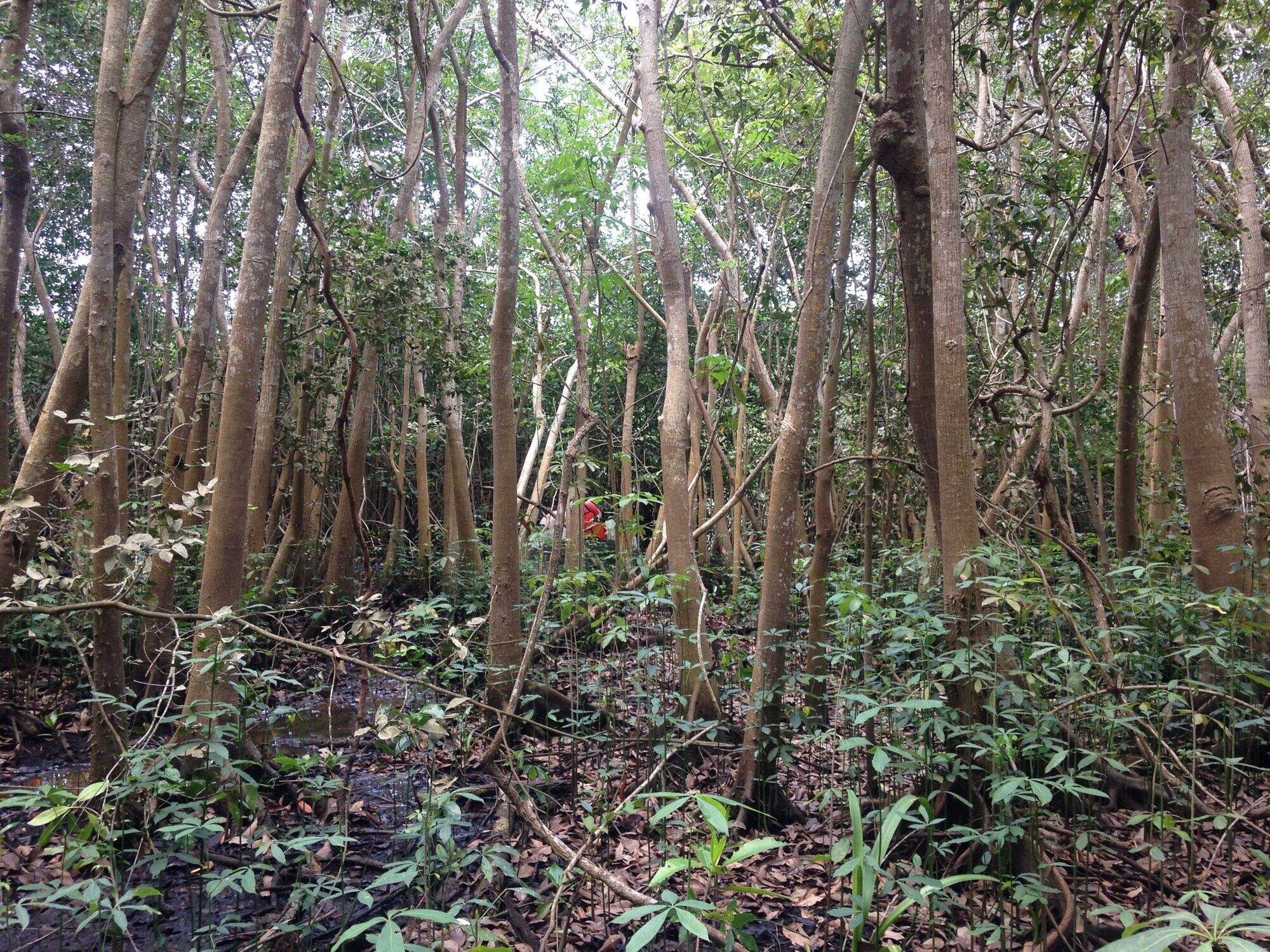 Pachira aquatica swamp forest habitat