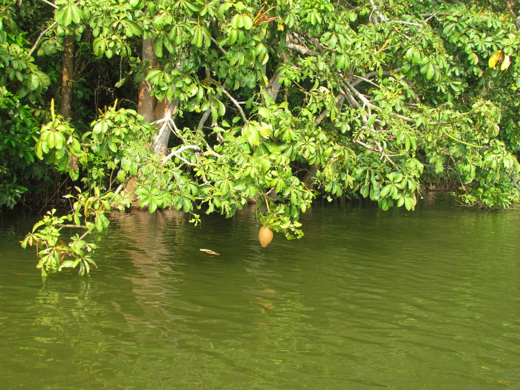 Pachira aquatica overhanging water with fruit