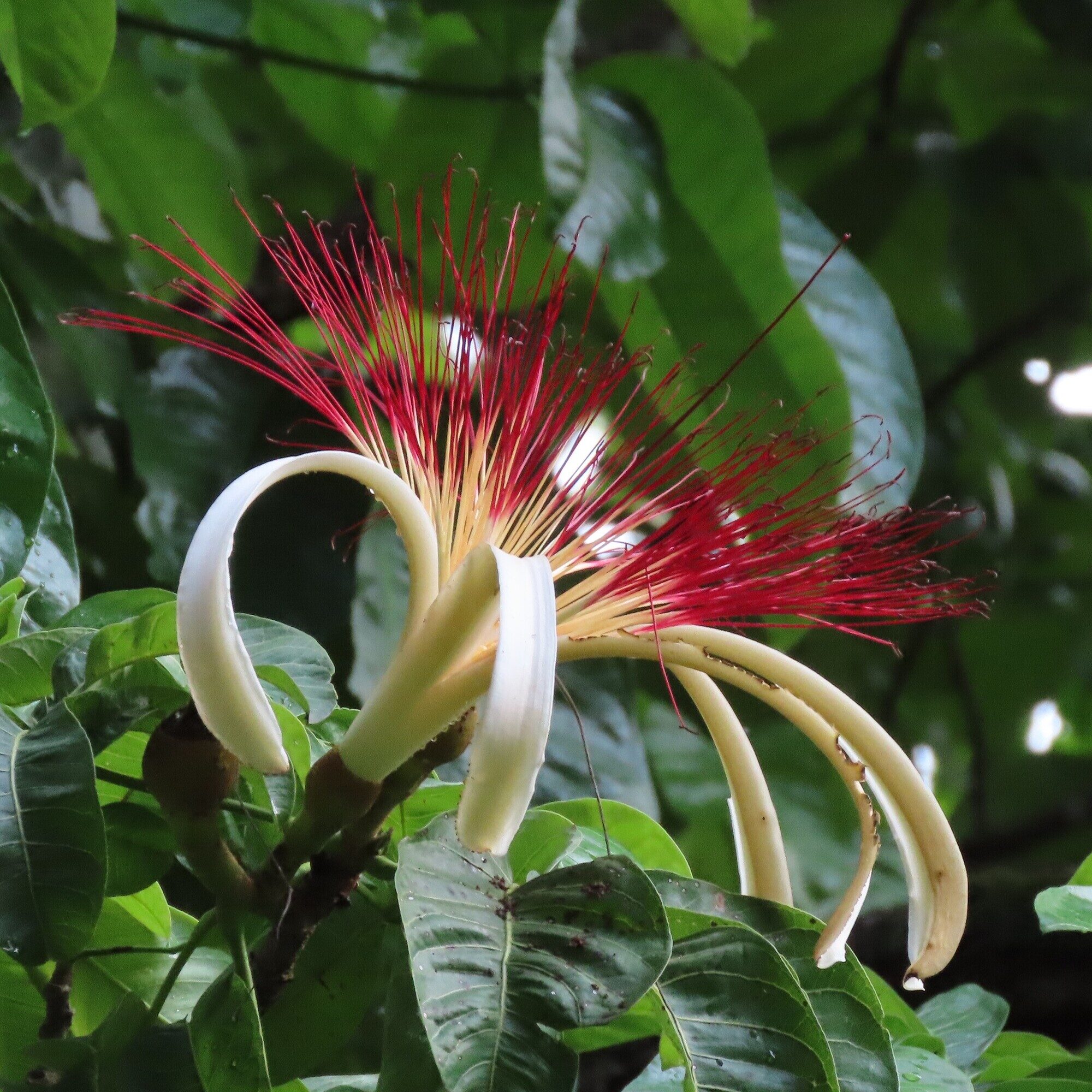 Pachira aquatica flower showing bicolored stamens