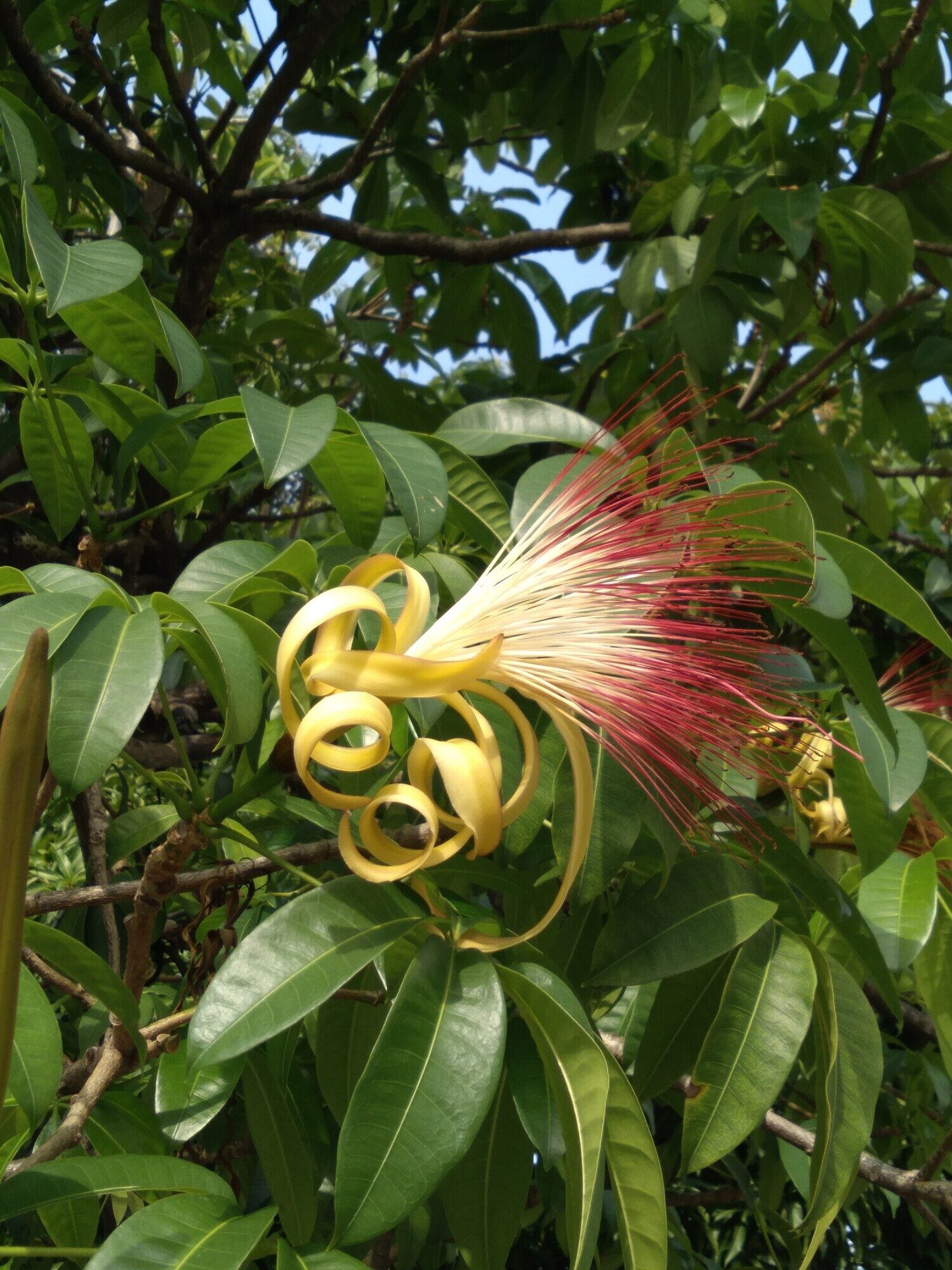 Pachira aquatica flower with crimson stamens