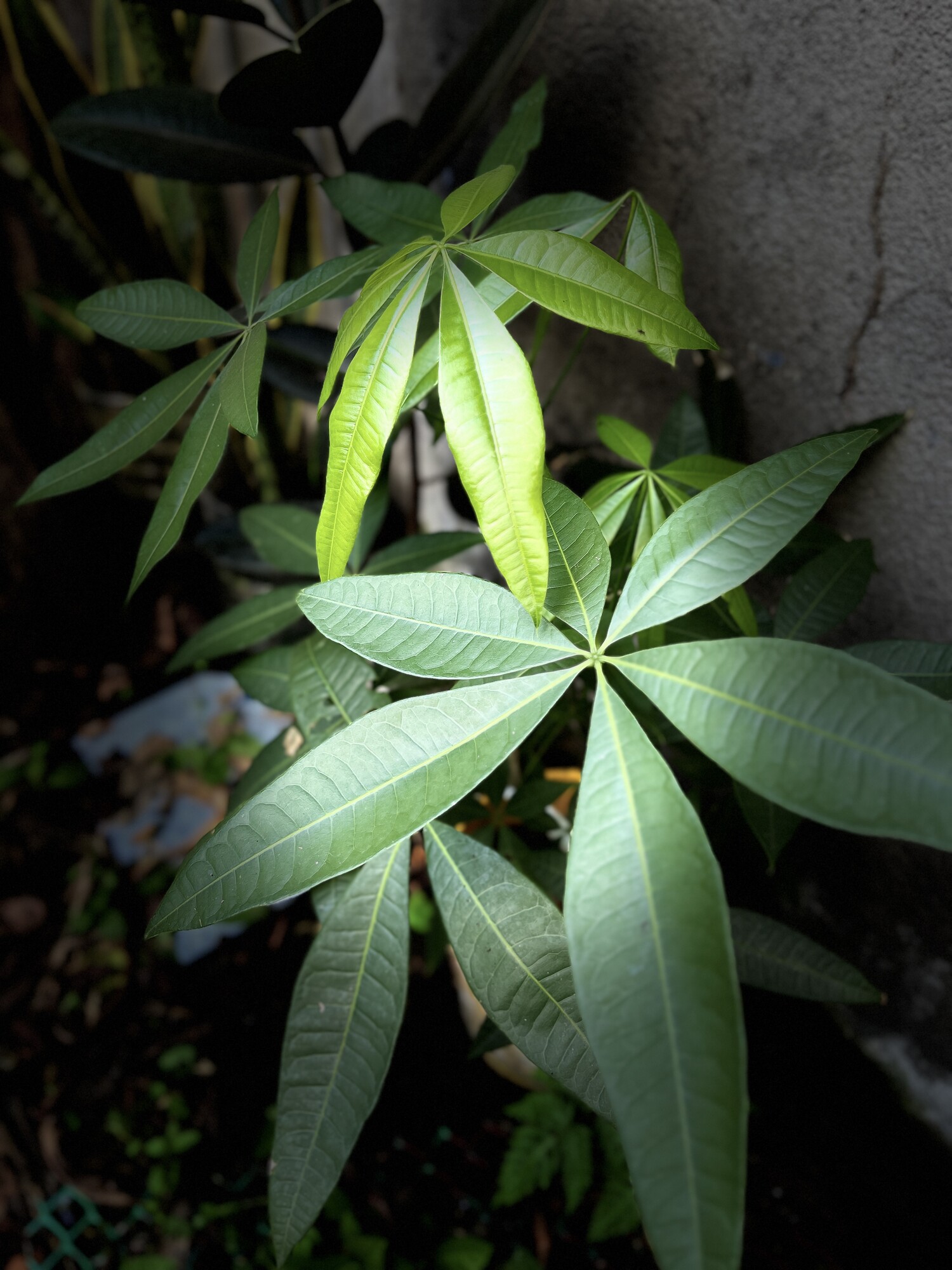 Pachira aquatica palmate compound leaves