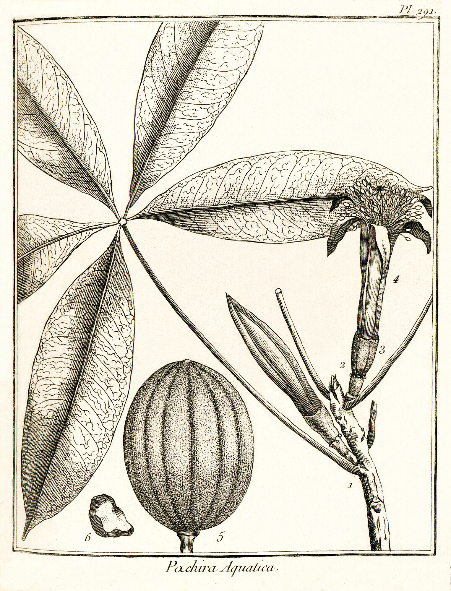 Aublet's original plate 291 of Pachira aquatica