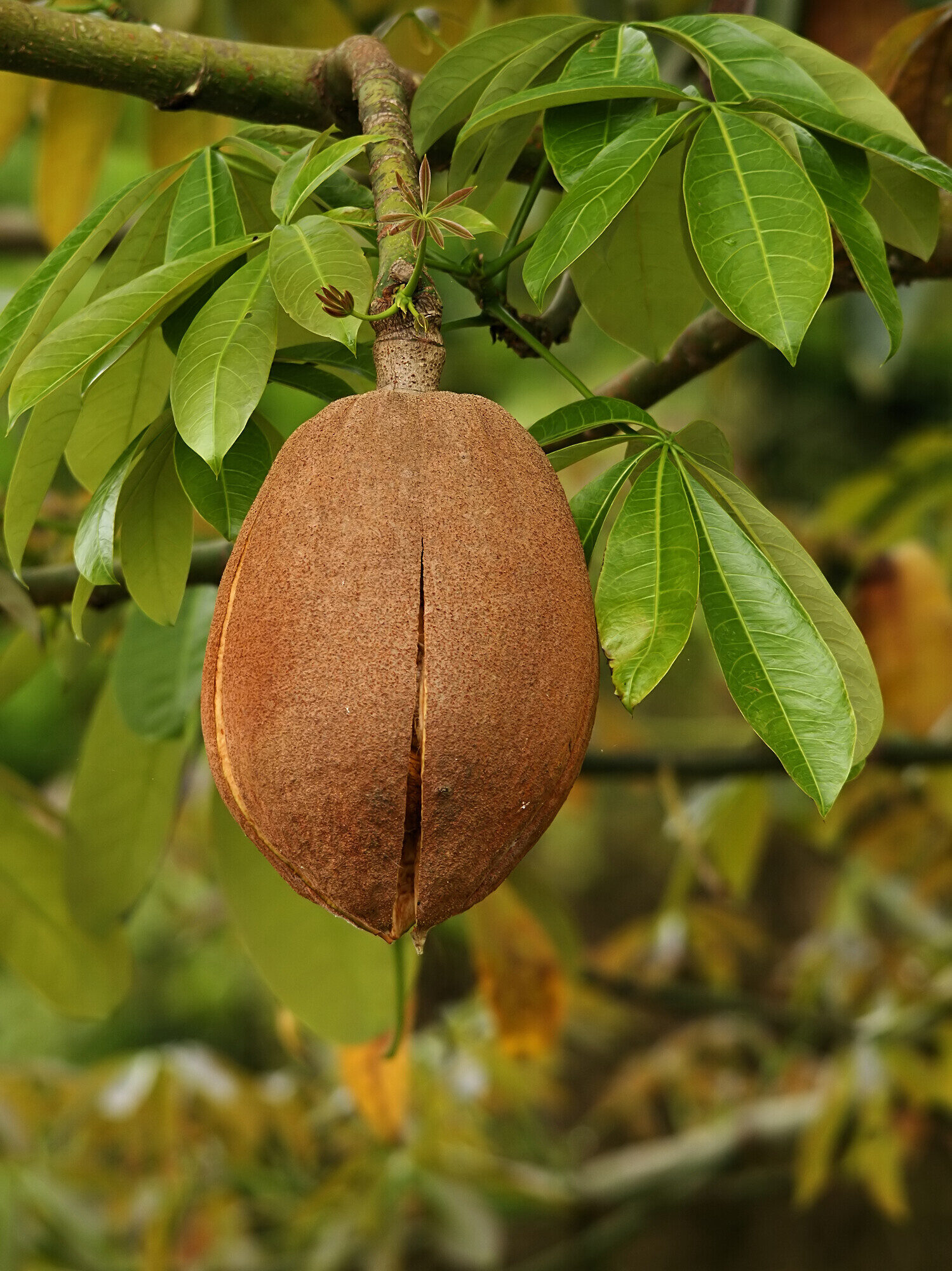 Pachira aquatica woody capsule fruit