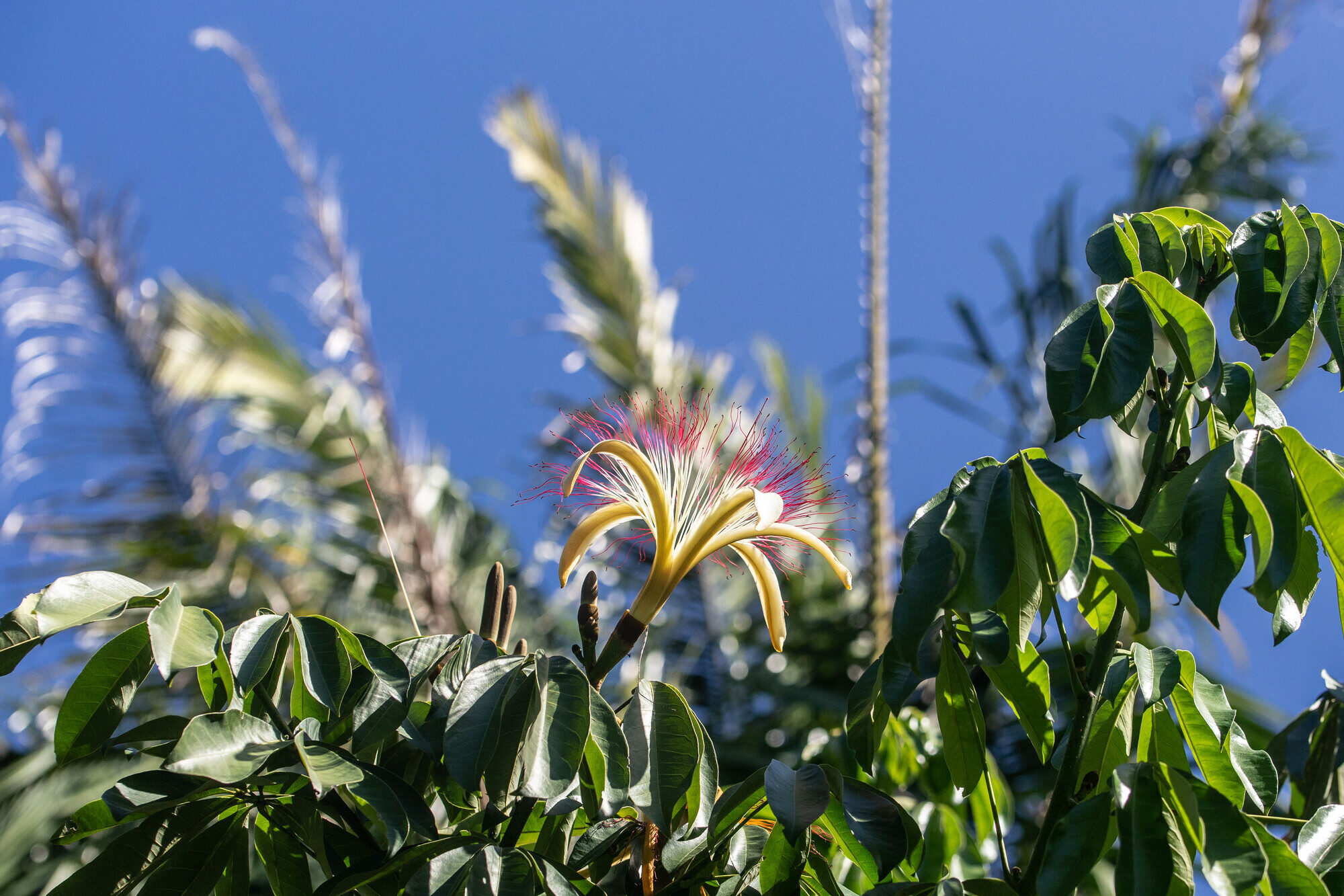 Pachira aquatica tree habit