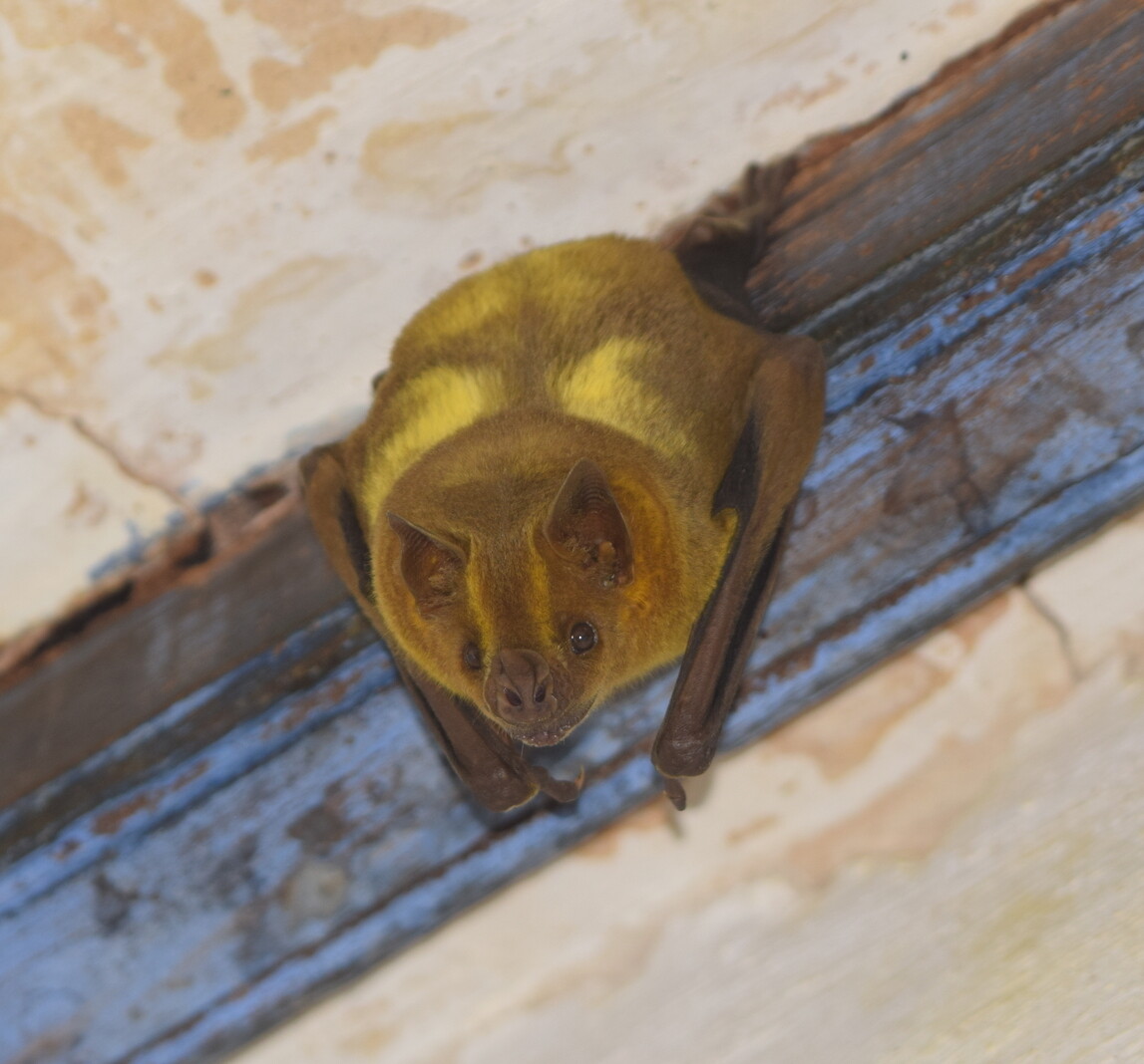 Artibeus jamaicensis face close-up