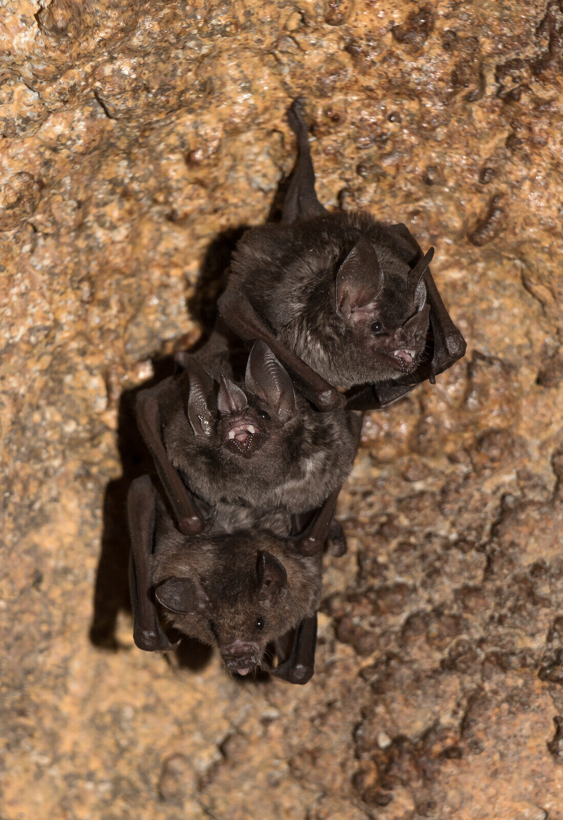 Glossophaga soricina roosting in cave