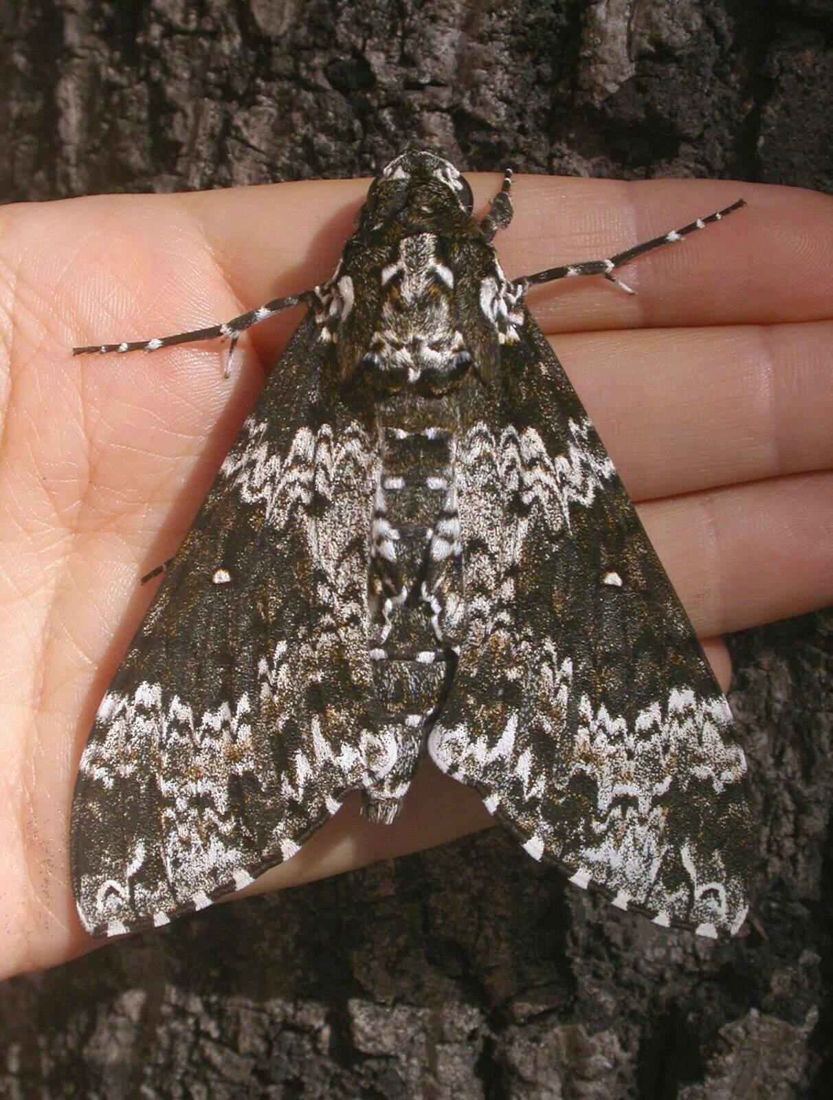 Manduca rustica sphinx moth on hand
