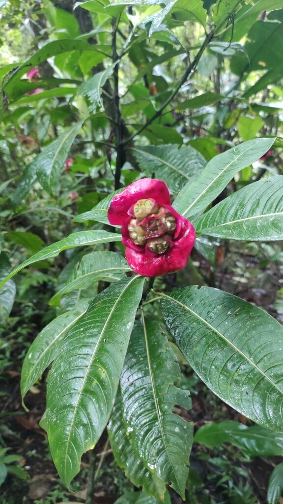 Palicourea elata with developing green drupes