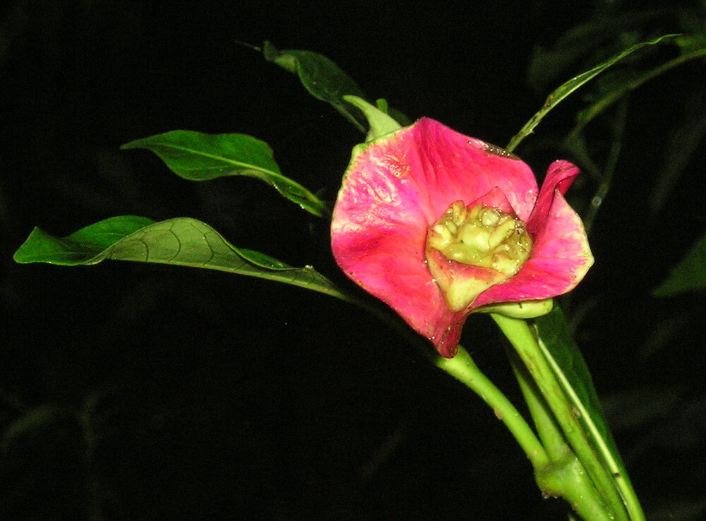 Palicourea elata with open bracts showing flowers