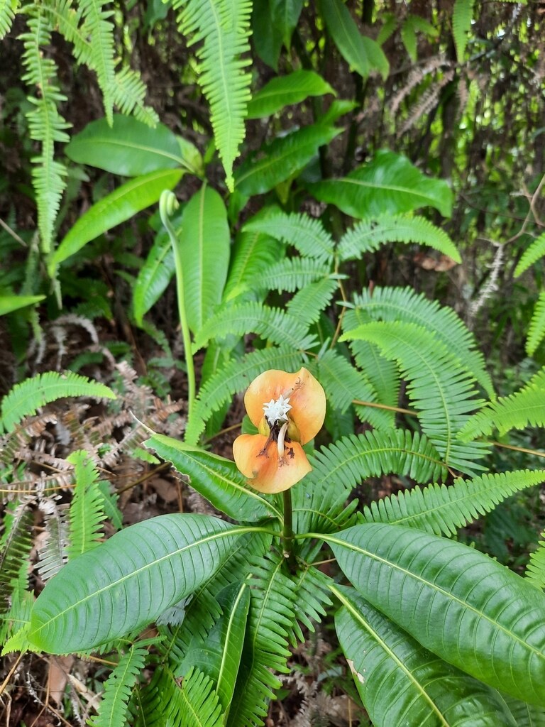 Palicourea elata plant habit in forest understory