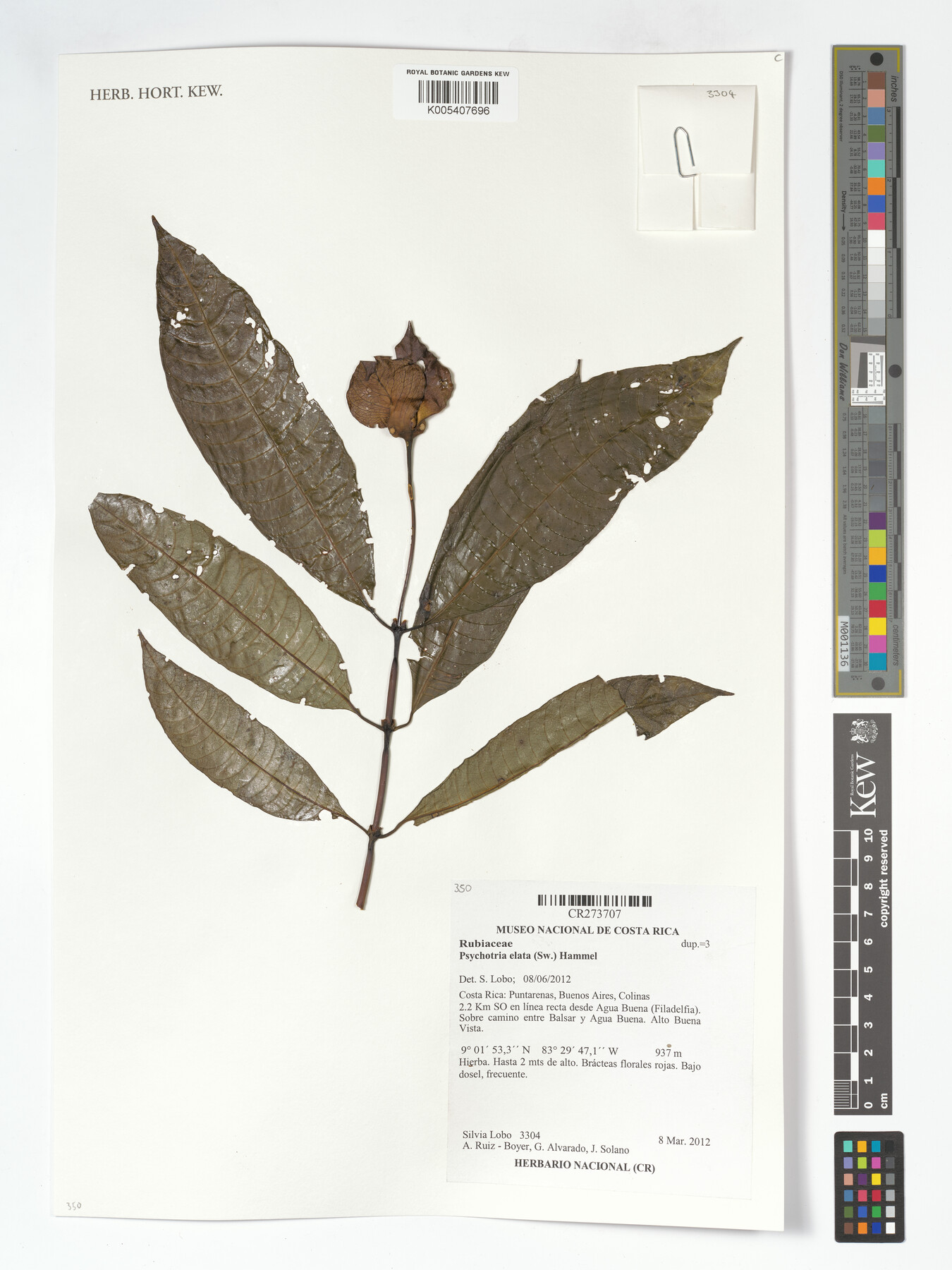 Herbarium specimen of Palicourea elata from Kew