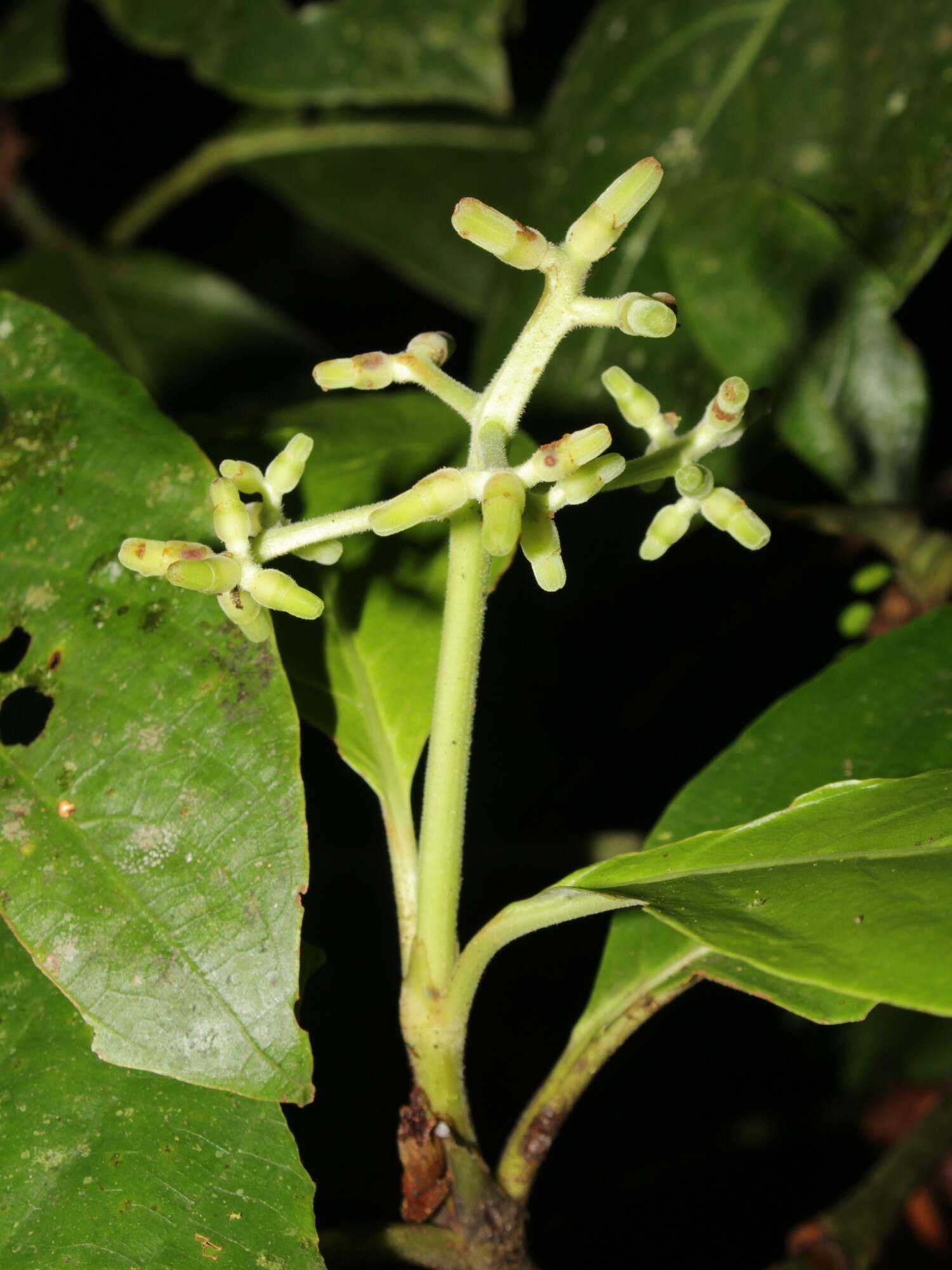 Palicourea hondensis flower buds