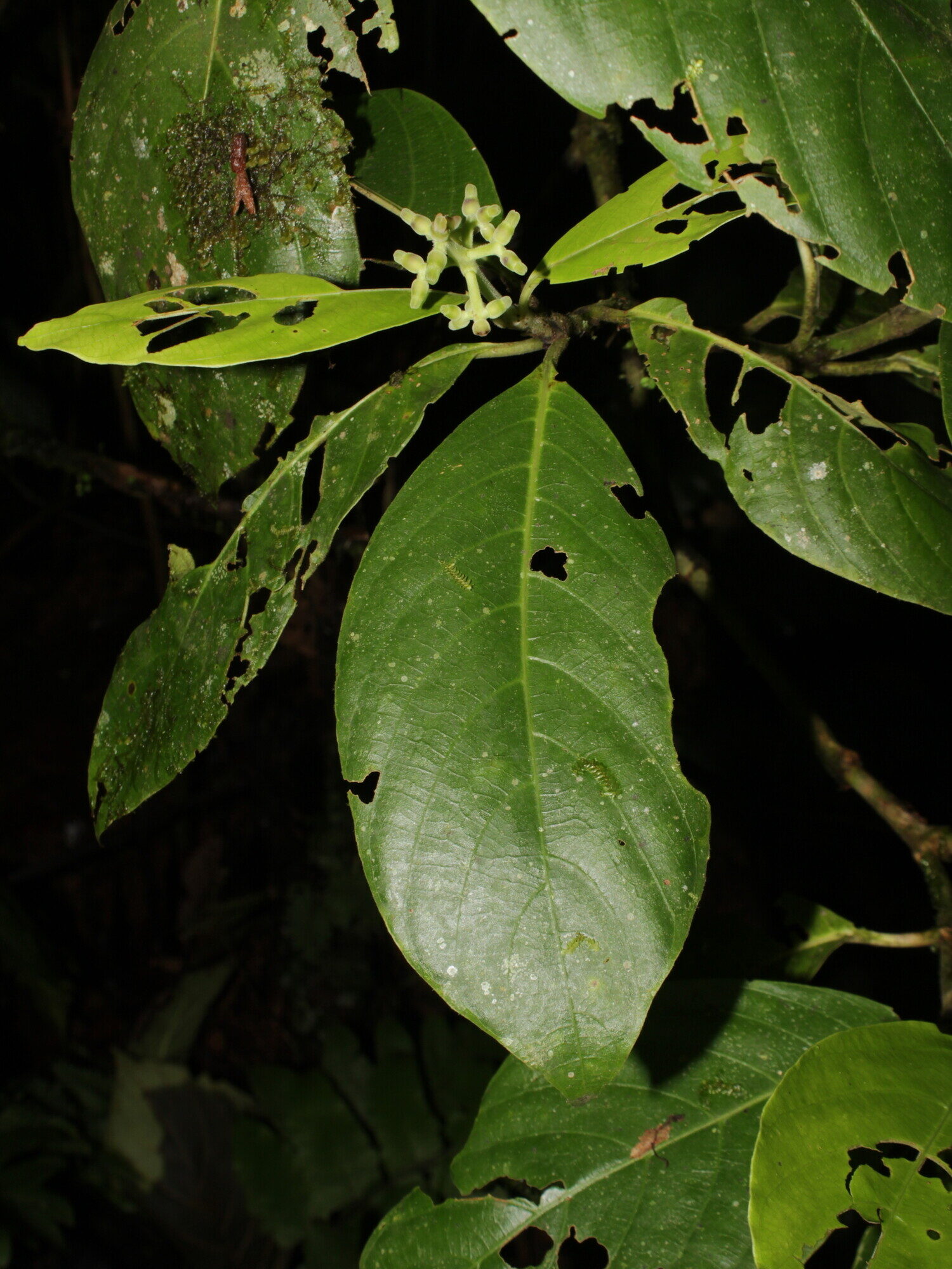 Palicourea hondensis flowers and leaves
