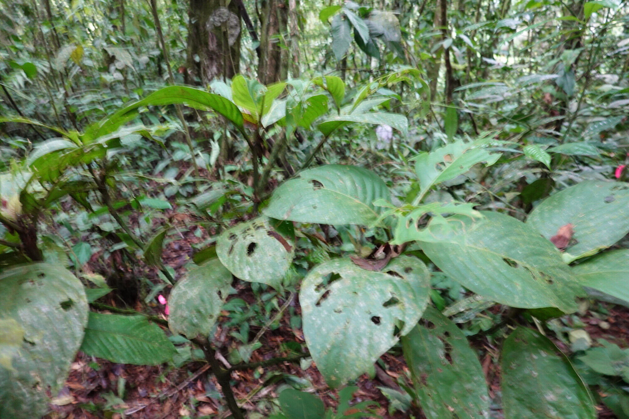Palicourea hondensis habit in forest understory