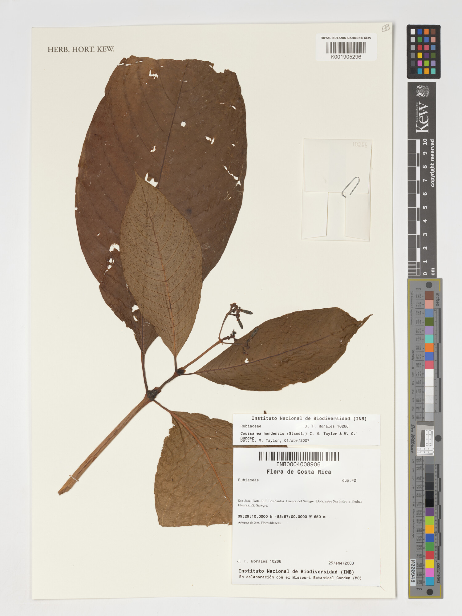 Herbarium specimen of Palicourea hondensis from Kew