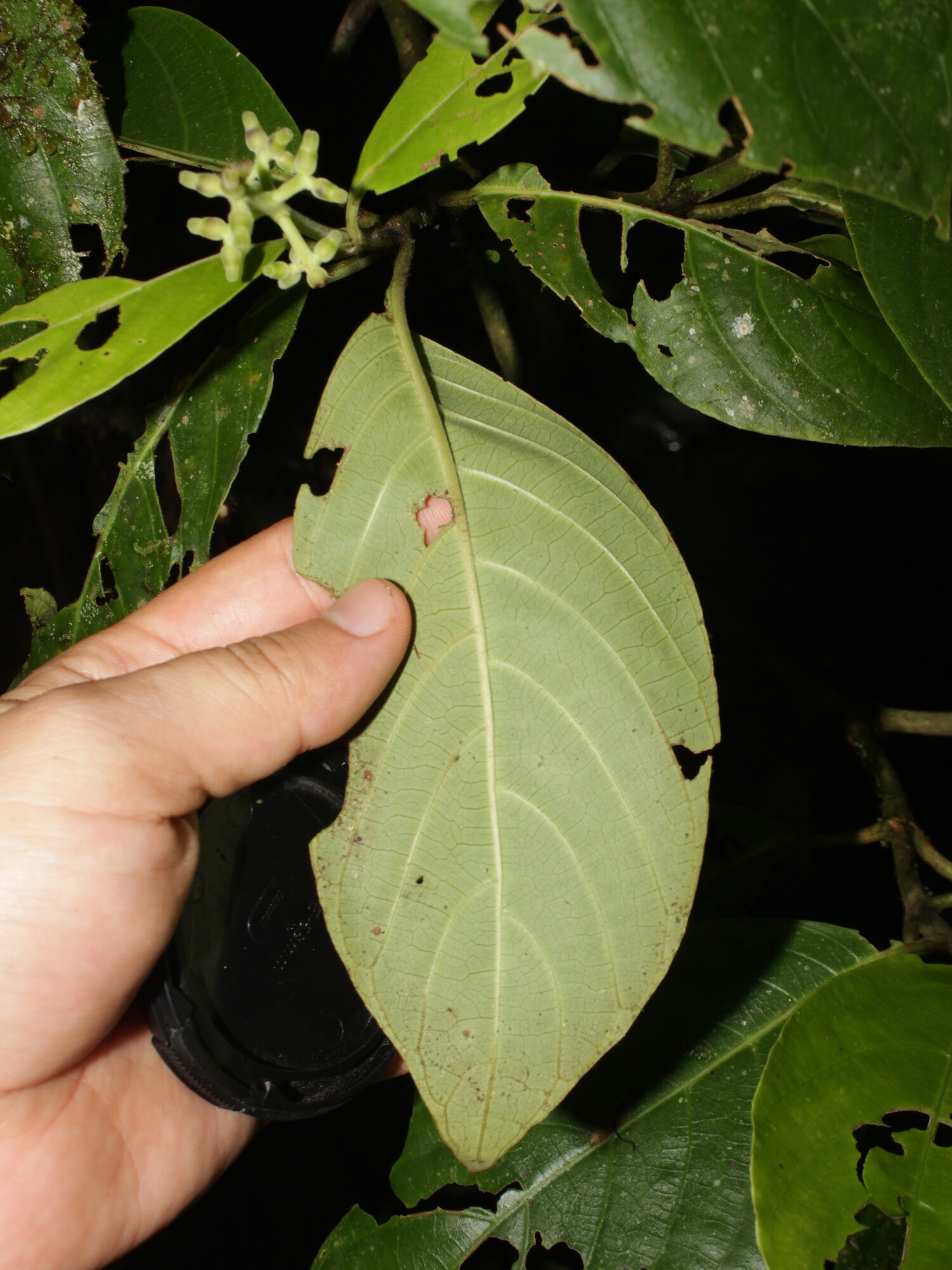 Palicourea hondensis leaf underside