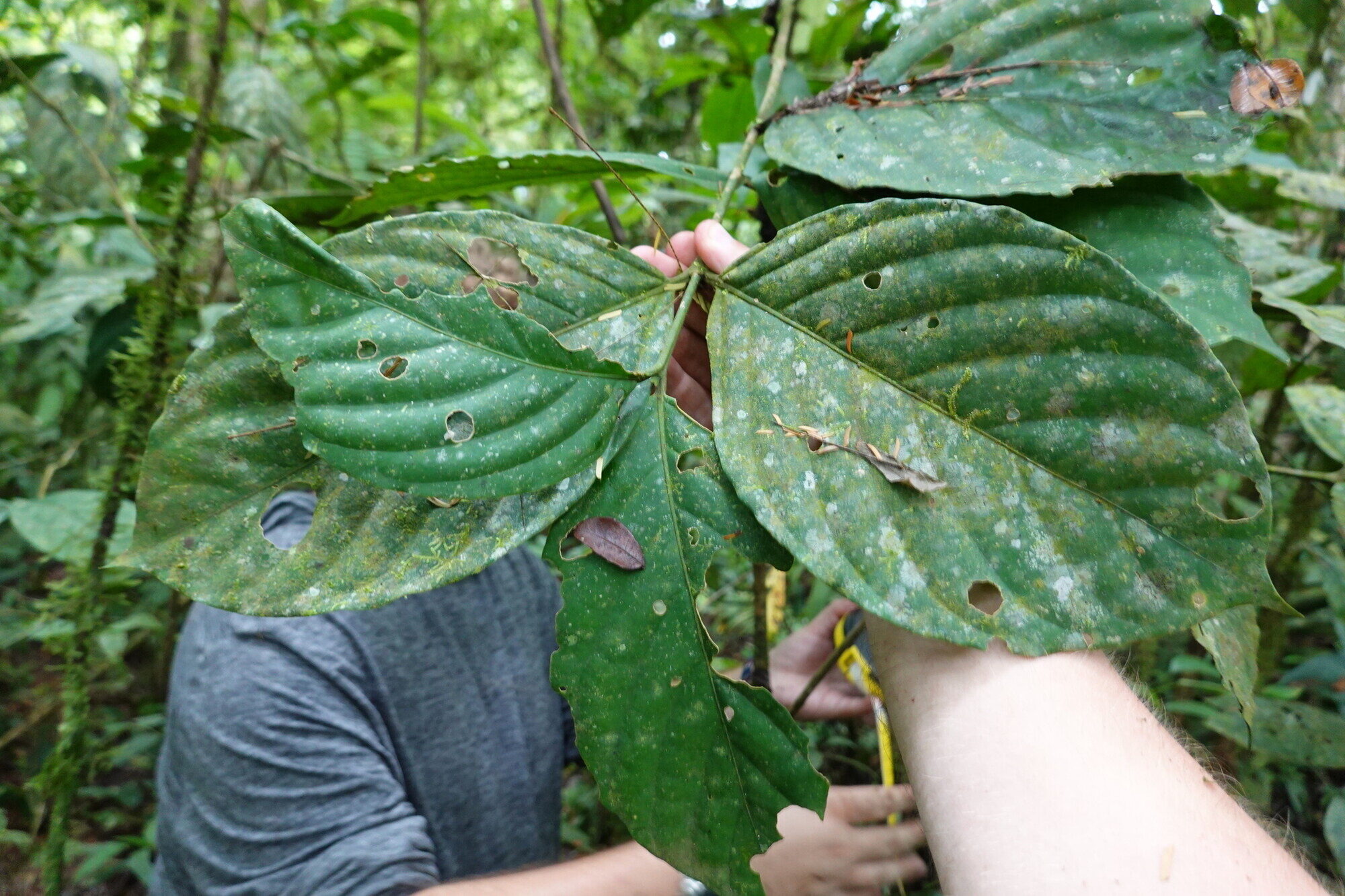 Palicourea hondensis leaves showing venation