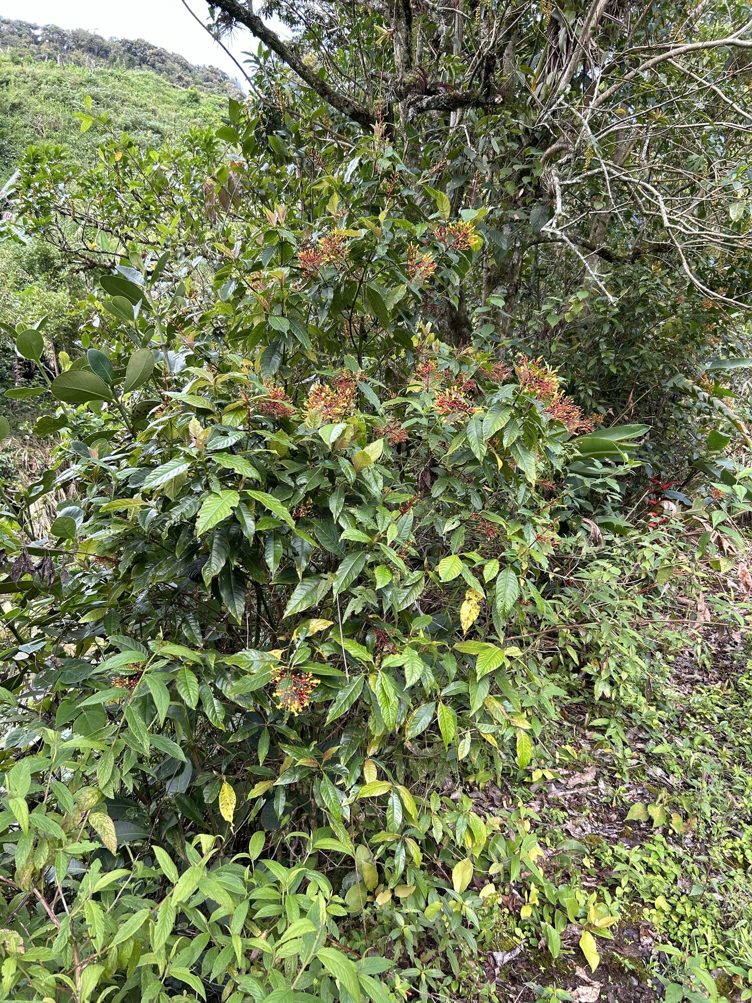 Palicourea padifolia shrub at forest edge showing multiple inflorescences