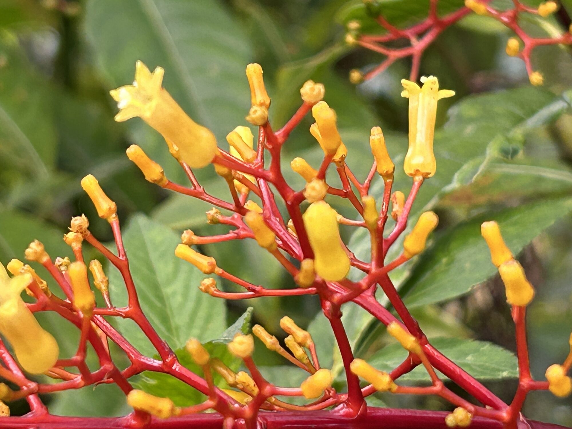 Close-up of Palicourea padifolia flowers showing yellow tubular corollas on red branches
