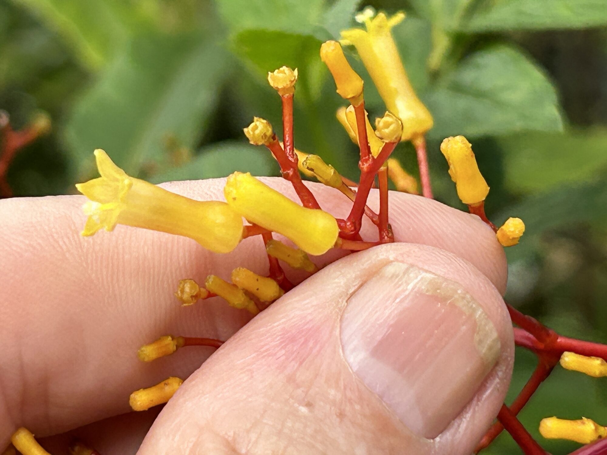 Macro of Palicourea padifolia flowers held in hand showing tubular structure