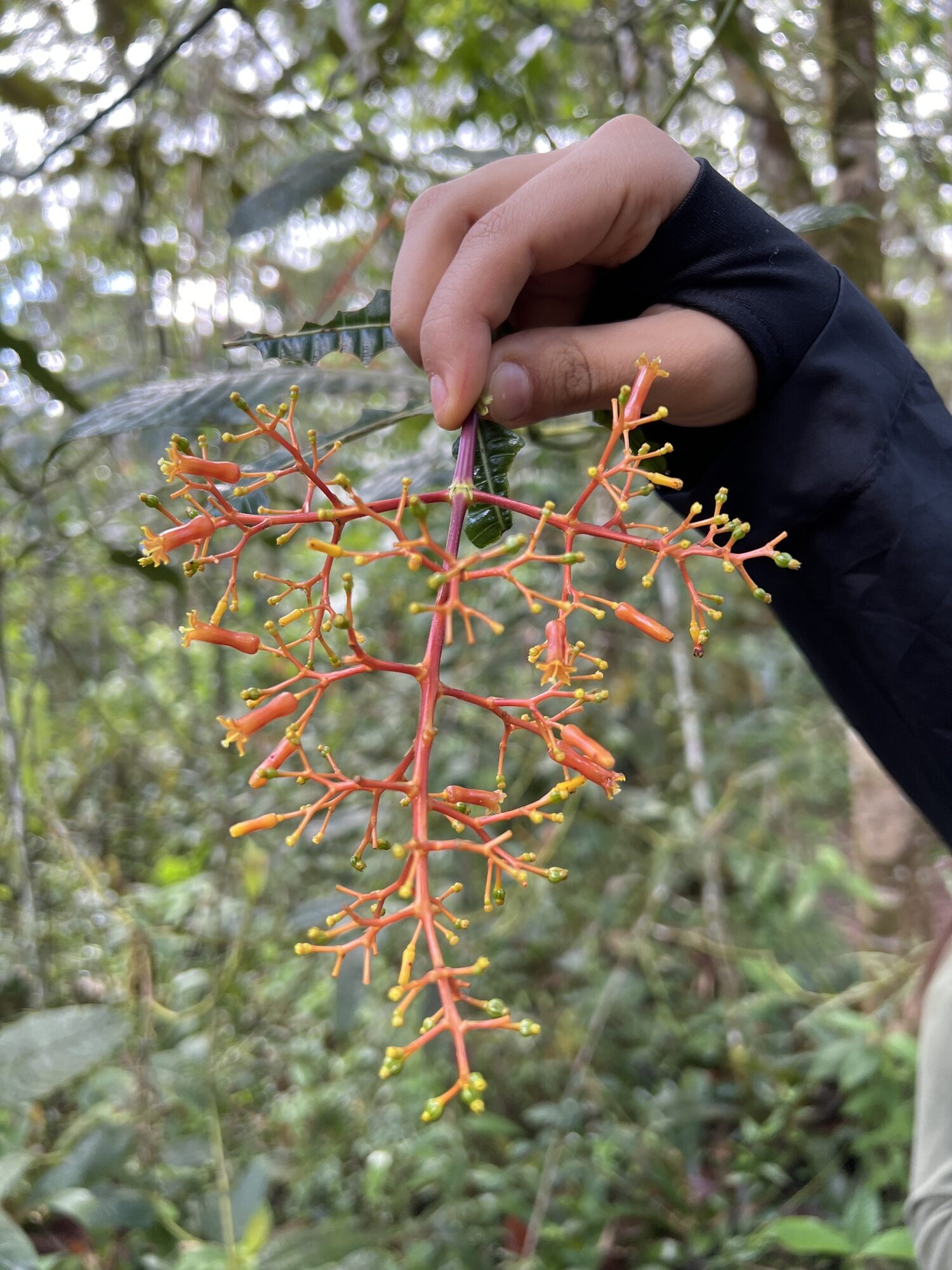 Inflorescence of Palicourea padifolia showing red-orange branches and yellow tubular flowers