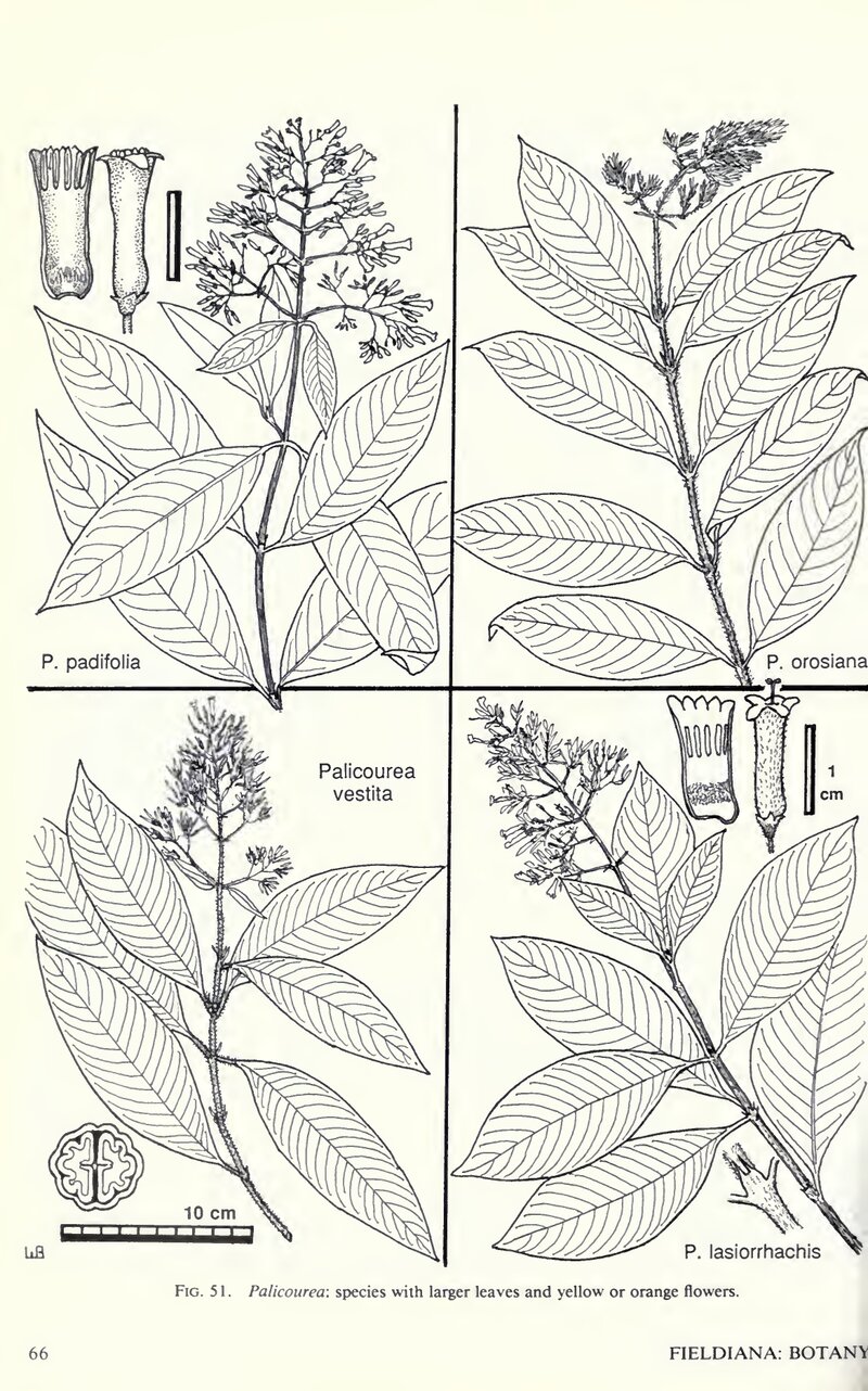 Flora Costaricensis Fig. 51 showing line drawings of Palicourea padifolia and three related species