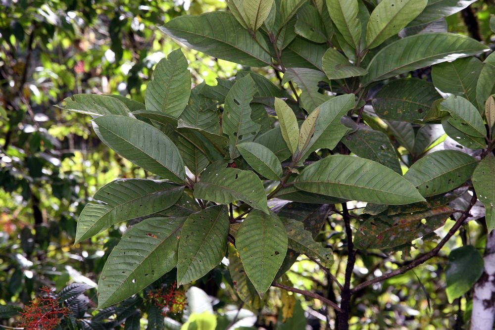 Palicourea padifolia foliage showing opposite leaf arrangement and prominent venation