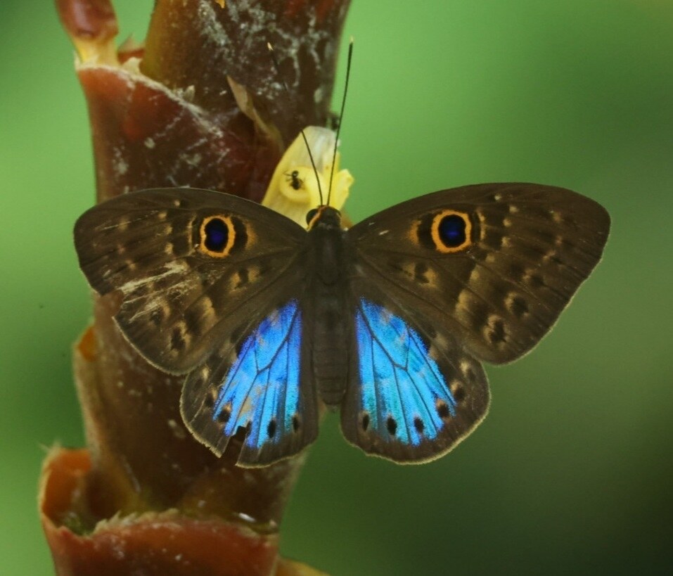 Eurybia lycisca butterfly