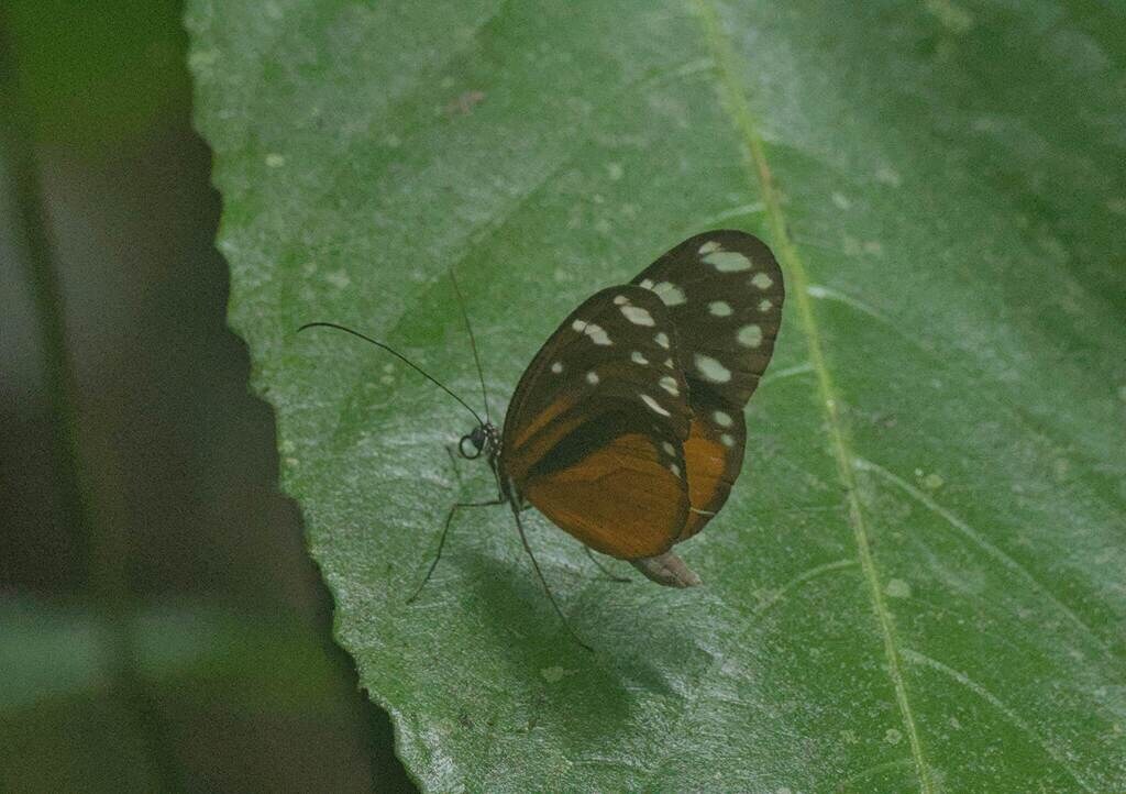 Hyposcada virginiana butterfly