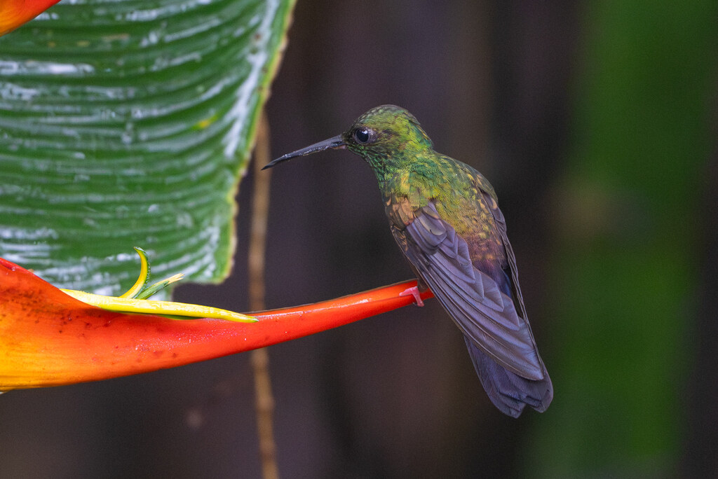 Bronze-tailed plumeleteer