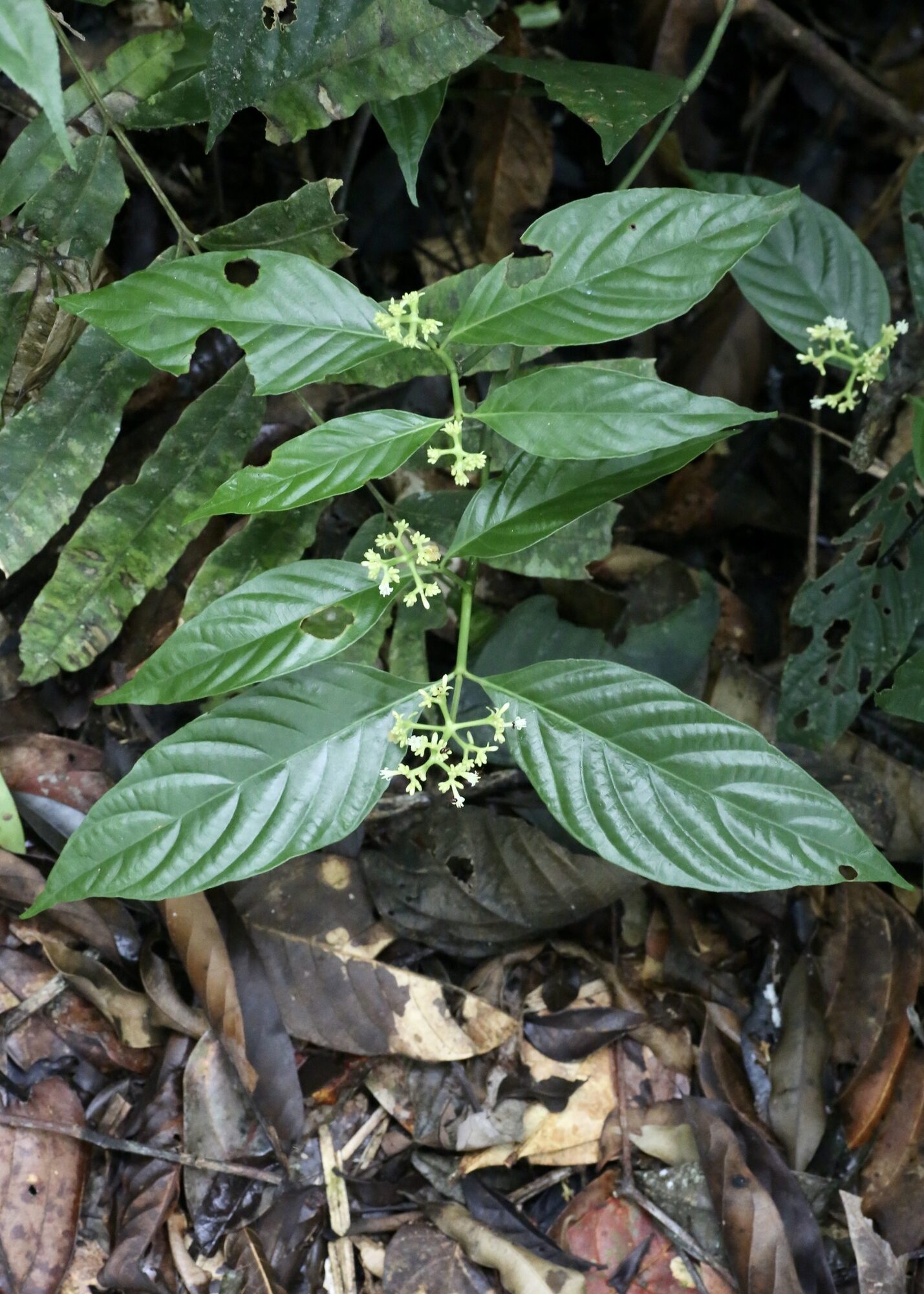 Whole understory plant of Palicourea winkleri growing in leaf litter, showing opposite leaves and several inflorescences
