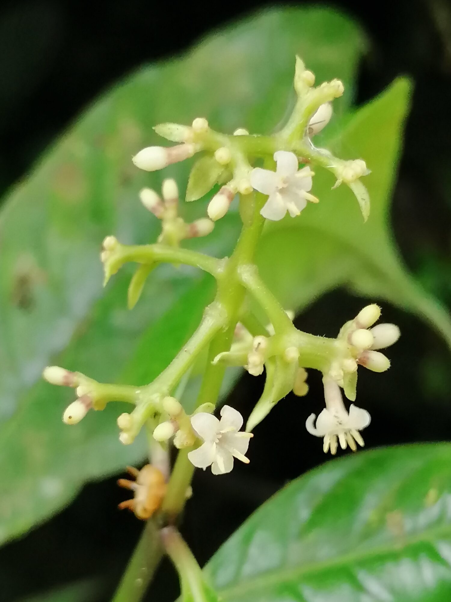 Small white open flowers and reddish-tipped buds of Palicourea winkleri on a green branched inflorescence