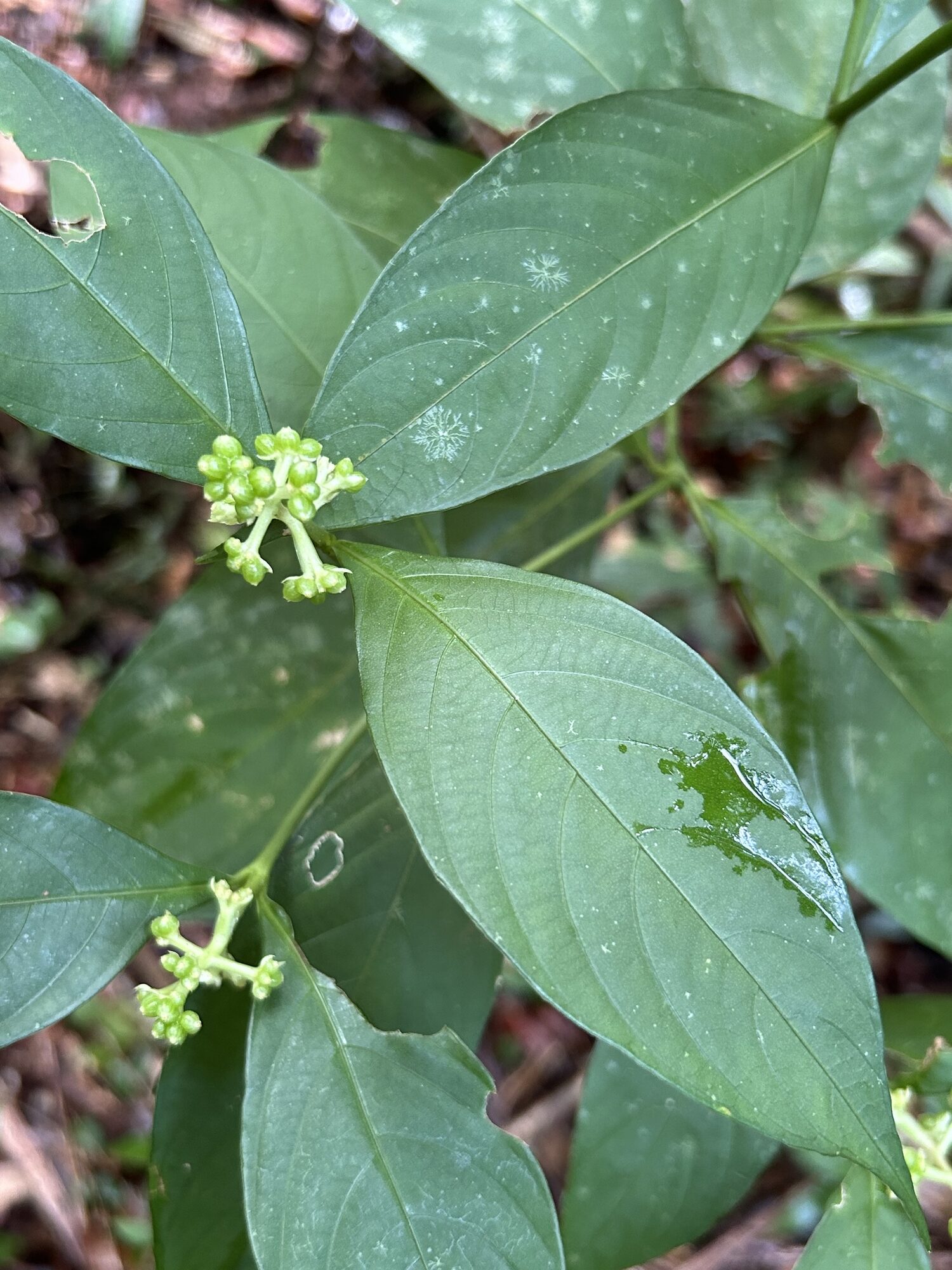 Palicourea winkleri growing in the forest understory among leaf litter on the Osa Peninsula, Costa Rica