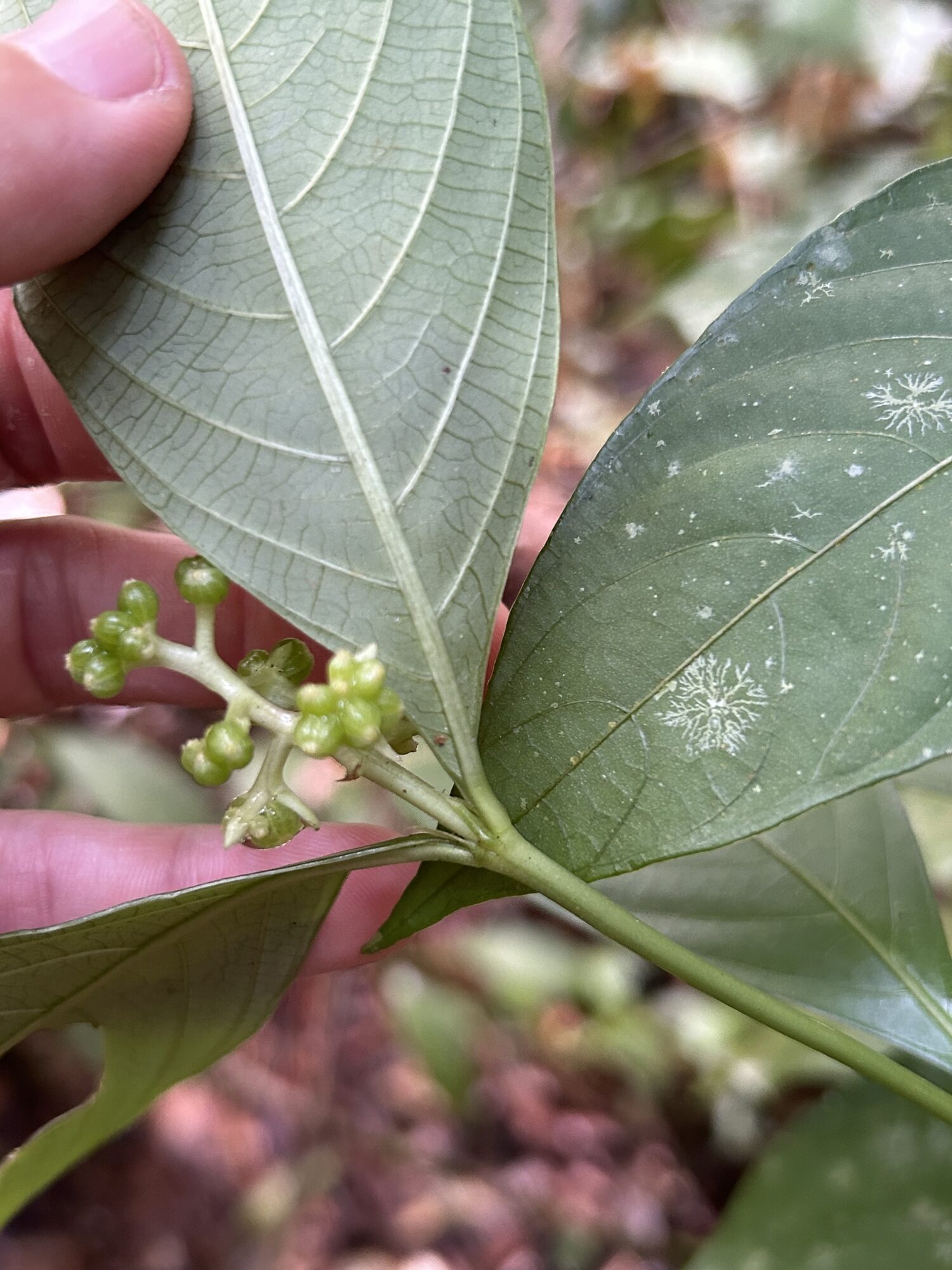 Leaf of Palicourea winkleri turned to show the paler underside and prominent secondary venation, with a developing inflorescence at the node