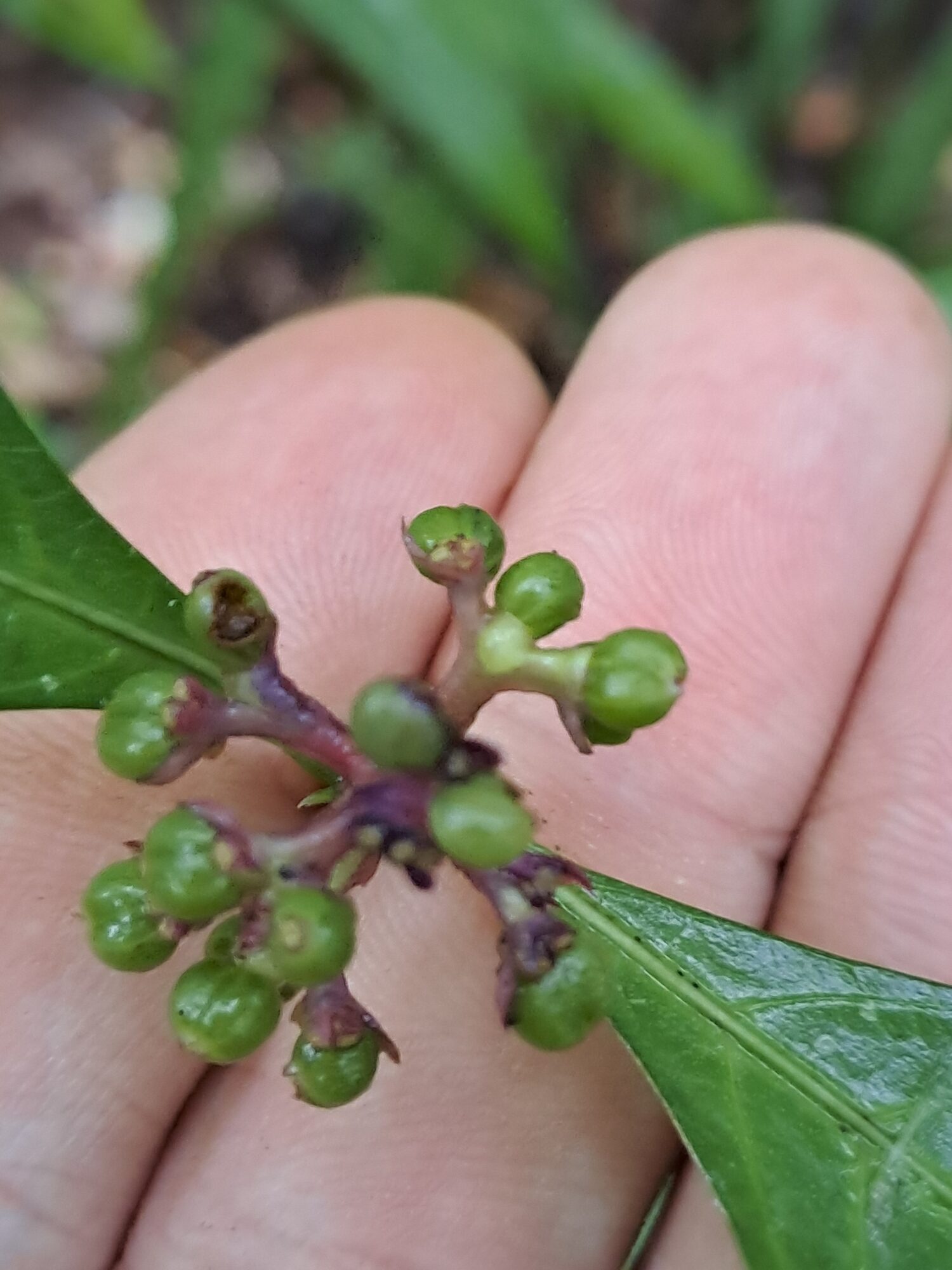 Cluster of small round green immature fruits of Palicourea winkleri on a purple-red inflorescence axis