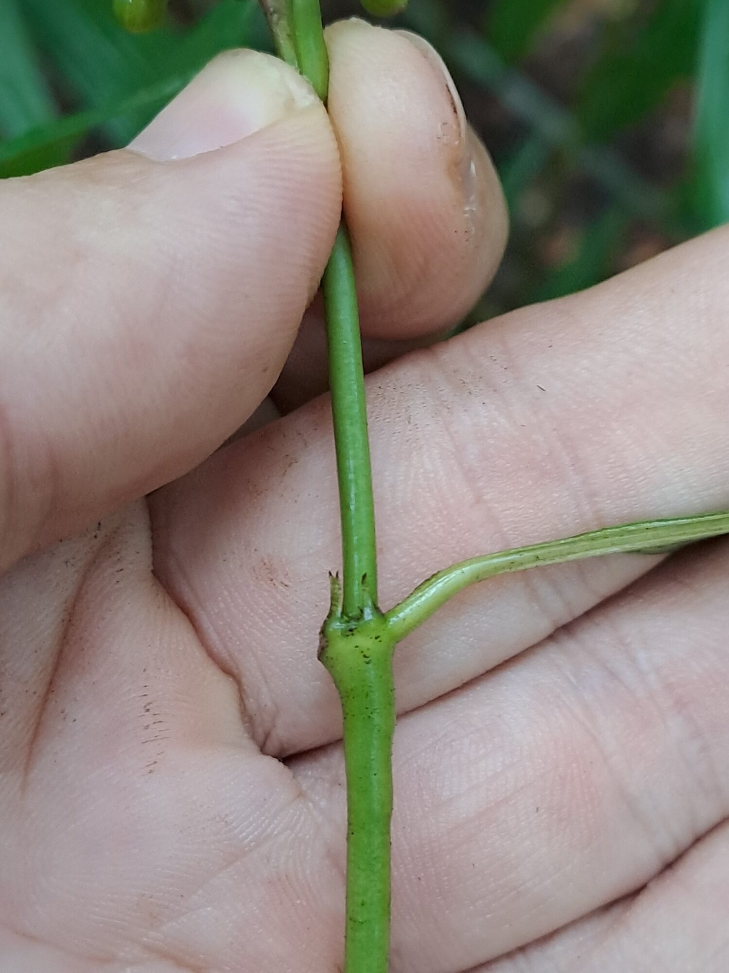 Close-up of a green stem node of Palicourea winkleri showing the small triangular interpetiolar stipule between the opposite petioles
