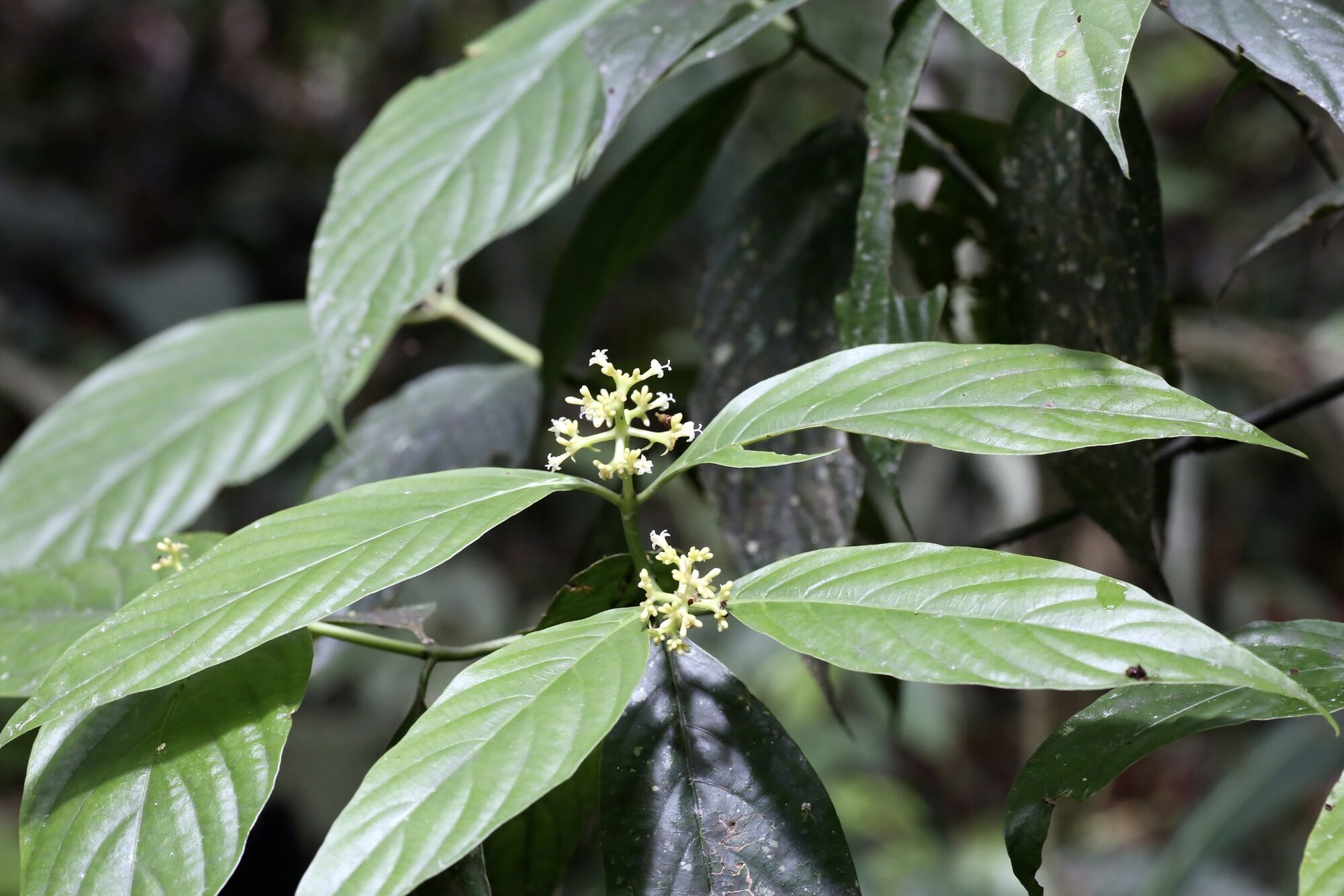 Foliage and a small terminal cluster of pale flowers of Palicourea winkleri in forest understory