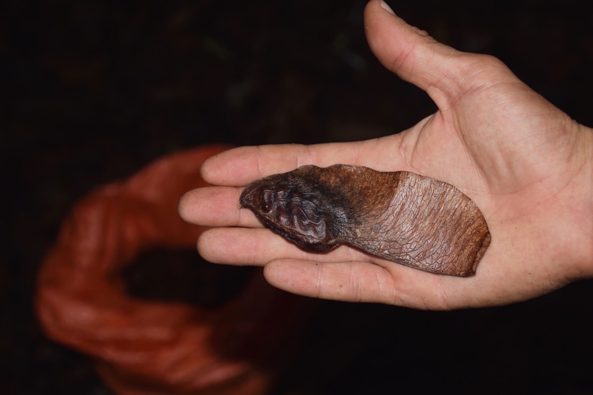 Paramachaerium gruberi mature samara showing wing and reticulation pattern