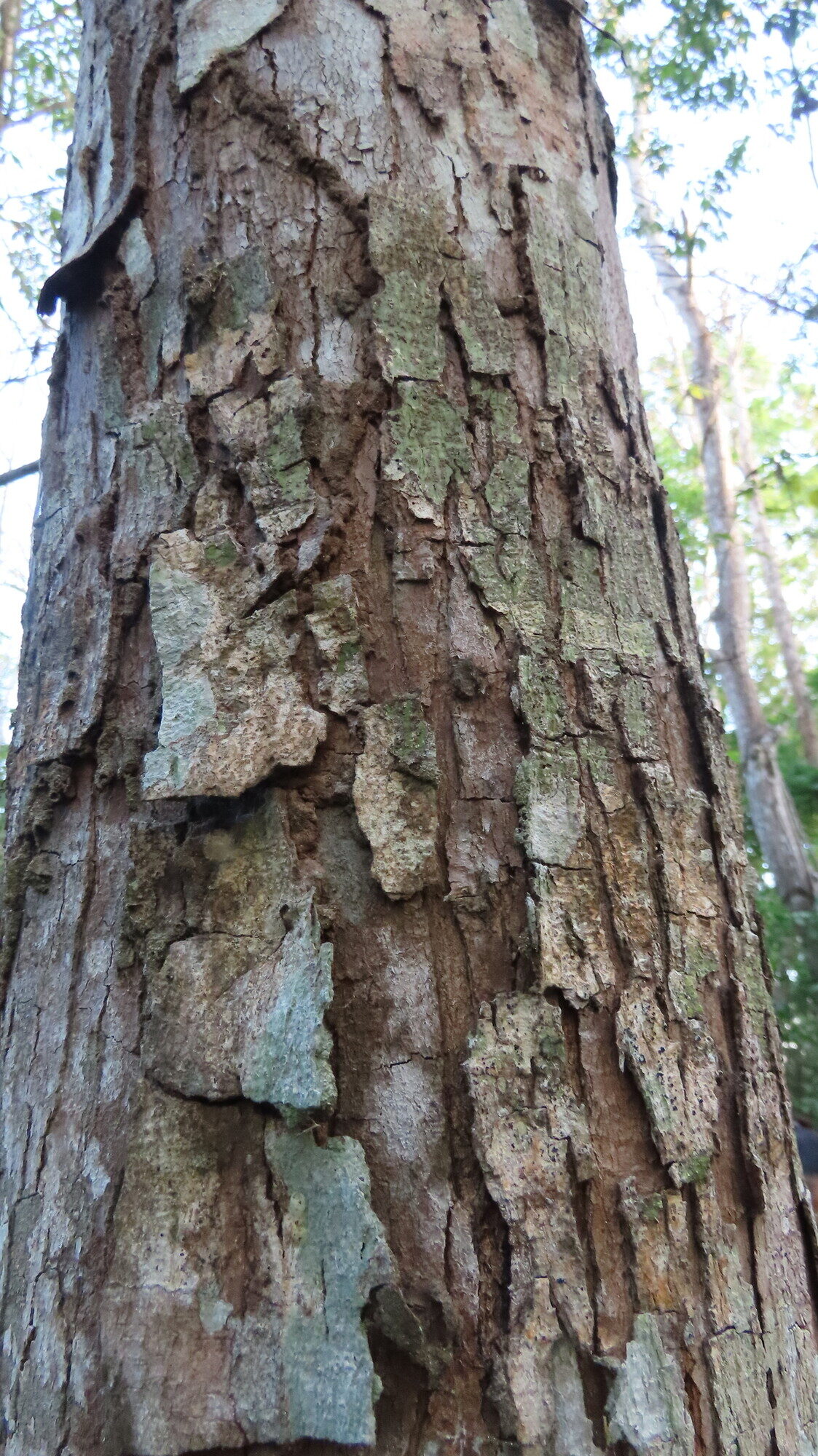 Paramachaerium gruberi bark close-up showing rectangular plates with lichen