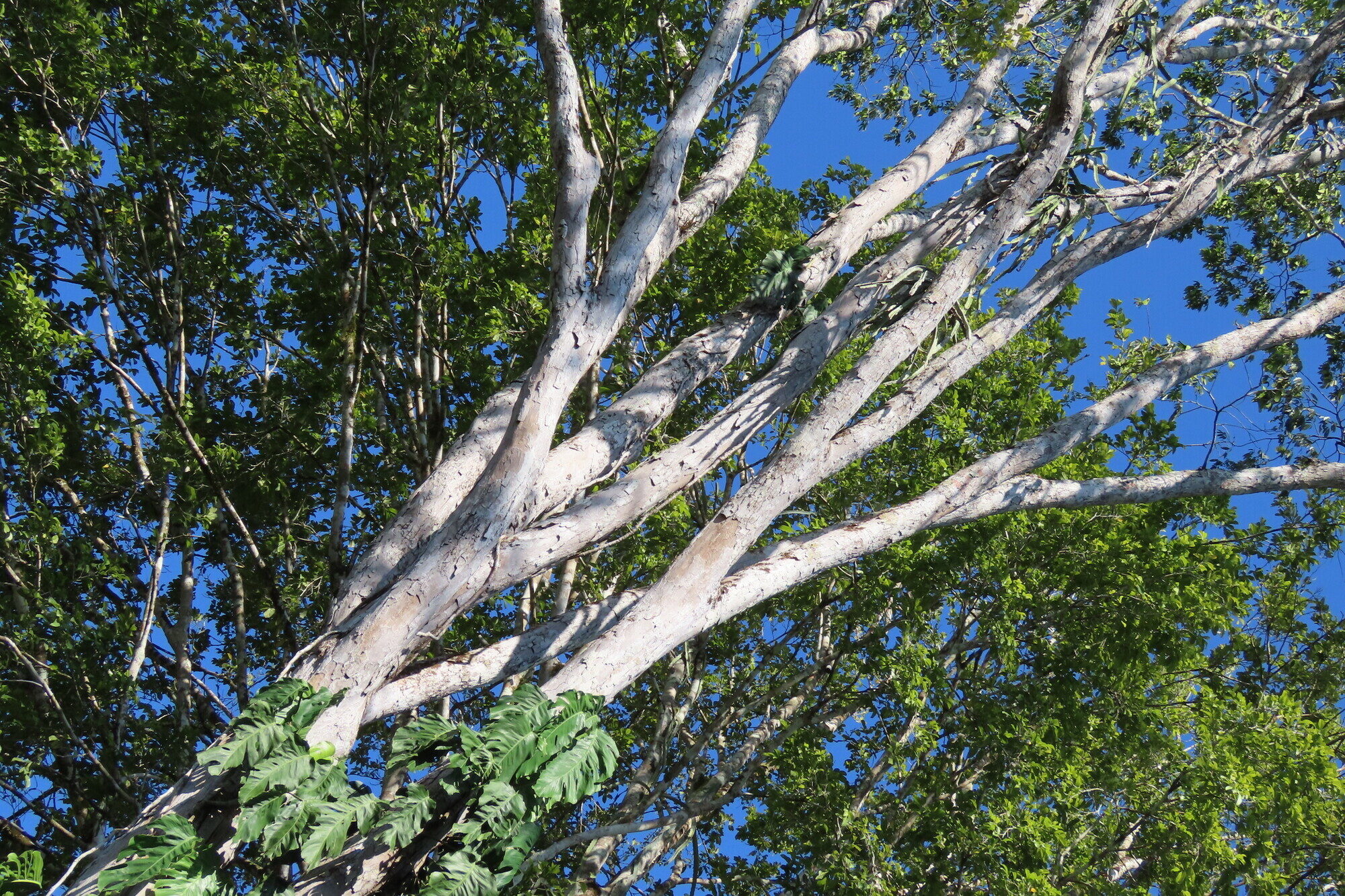 Paramachaerium gruberi upper branching structure showing smooth pale branches