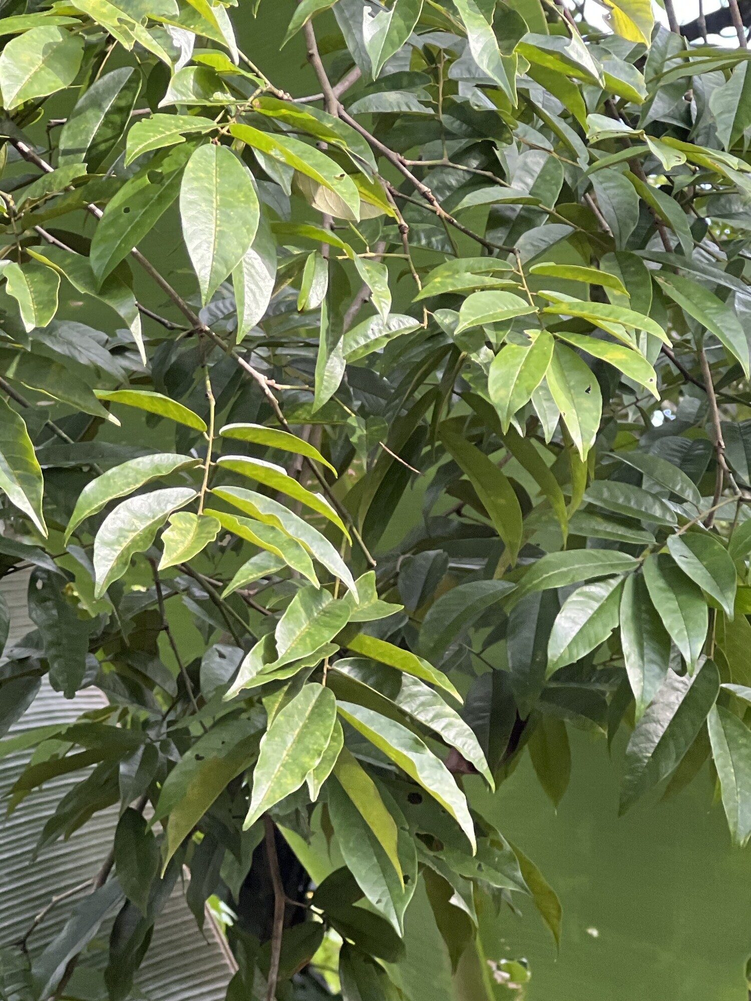 Paramachaerium gruberi compound leaves showing leaflet arrangement