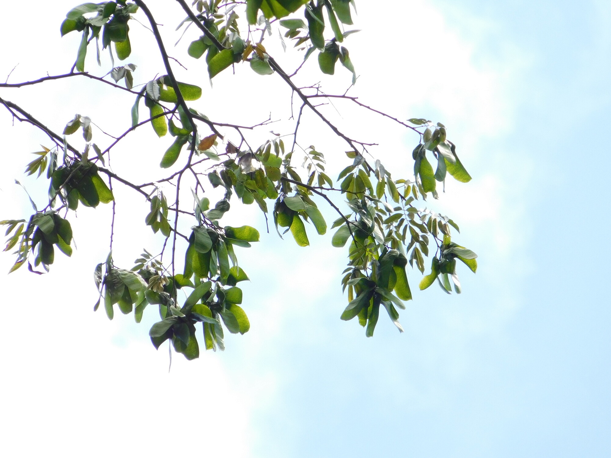 Paramachaerium gruberi immature green samaras hanging on branches