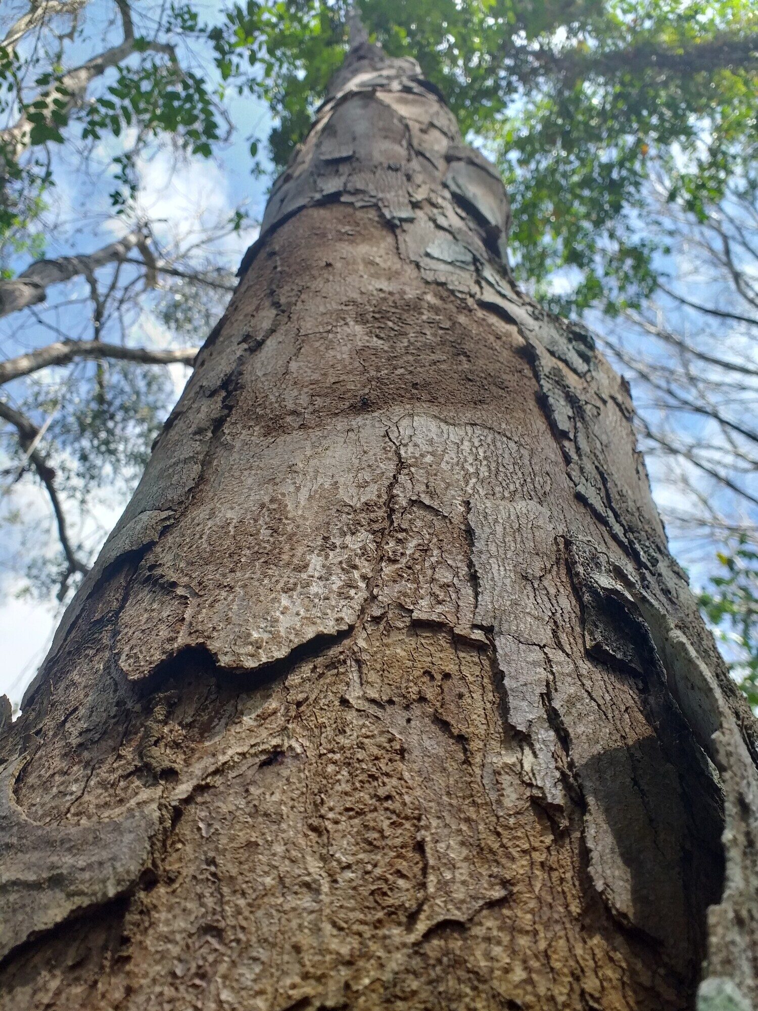 Paramachaerium gruberi bark showing distinctive rectangular exfoliating plates