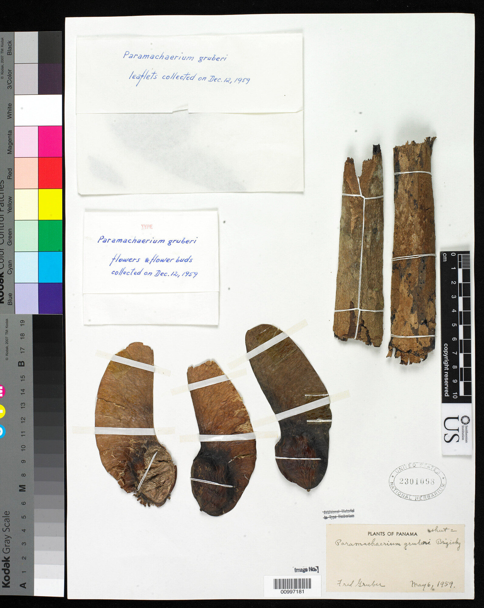 Syntype specimen of Paramachaerium gruberi at US National Herbarium